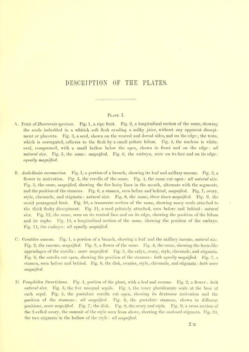 DESCRIPTION OF THE PLATES. Plate I. A. Fruit of Hancornia speciosa. Fig. 1, a ripe fruit. Fig. 2, a longitudinal section of the same, showing the seeds imbedded in a whitish soft flesh exuding a milky juice, without any apparent dissepi- ment or placenta. Fig. 3, a seed, shown on the ventral and dorsal sides, and on the edge; the testa, which is corrugated, adheres to the flesh by a small peltate hilum. Fig. 4, the nu.cleus is white, oval, compressed, with a small hollow below the apex, shown in front and on the edge : all natural size. Fig. 5, the same : magnified. Fig. G, the embryo, seen on its face and on its edge : equally magnified. B. Ambellania cucumerina. Fig. 1, a portion of a branch, showing its leaf and axillary raceme. Fig. 2, a flower in sestivation. Fig. 3, the corolla of the same. Fig. 4, the same cut open : all natural size. Fig. 5, the same, magnified, showing the five hairy lines in the mouth, alternate with the segments, and the position of the stamens. Fig. 6, a stamen, seen before and behind, magnified. Fig. 7, ovary, style, clavuncle, and stigmata: natural size. Fig. 8, the same, three times magnified. Fig. 9, the ovoid pentagonal fruit. Fig. 10, a transverse section of the same, showing many seeds attached to the thick fleshy dissepiment. Fig. 11, a seed peltately attached, seen before and behind : natural size. Fig. 1.2, the same, seen on its ventral face and on its edge, showing the position of the hilum and its raphe. Fig. 13, a longitudinal section of the same, showing the position of the embryo. Fig. II, the embryo: all equally magnified. C. Ceratites amwna. Fig. 1, a portion of a branch, showing a leaf and the axillary raceme, natural size. Fig. 2, the raceme, magnified. Fig. 3, a flower of the same. Fig. 4, the same, showing the horn-like appendages of the corolla : more magnified. Fig. 5, the calyx, ovary, style, clavuncle, and stigmata. Fig. 6, the corolla cut open, showing the position of the stamens : both equally magnified. Fig. 7, a stamen, seen before and behind. Fig. 8, the disk, ovaries, style, clavuncle, and stigmata : both more magnified. D. Pomphidea Sioartziana. Fig. 1, portion of the plant, with a leaf and raceme. Fig. 2, a flower: both natural size. Fig. 3, the five uneqvial sepals. Fig. 4, the inner pluridentate scale at the base of each sepal. Fig. 5, the pustulate corolla cut open, showing its dextrorse aestivation and the position of the stamens : all magnified. Fig. 6, the pustulate stamens, shown in diff'erent positions, more magnified. Fig. 7, the disk. Fig. 8, the ovary and style. Fig. 9, a cross section of the 2-celled ovary, the summit of the style seen from above, showing the enclosed stigmata. Fig. 10, the two stigmata in the hollow of the style : all magnified.