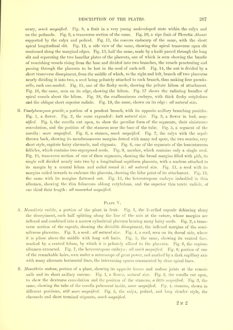 ovary, much magnified. Fig. 8, a fruit in a very young undeveloped state within the calyx and on the peduncle. Fig. 9, a transverse section of the same. Fig. 10, a ripe fruit of Thevetia Ahouai supported by the calyx and pedicel. Fig. 11, the osseous endocarp of the same, with the short apical longitudinal slit. Fig. 12, a side view of the same, showing the apical transverse open slit continued along the marginal edges. Fig. 13, half the same, made by a knife passed through the long slit and separating the two lamellar plates of the placenta, one of which is seen showing the bundle of nourishing vessels rising from the base and divided into two branches, the vessels penetrating and passing through the placenta to be lost in the seed of each cell. Fig. 14, the nut is divided by a short transverse dissepiment, from the middle of which, to the right and left, branch off two placentas nearly dividing it into two, a seed being peltately attached to each branch, thus making four pseudo- cells, each one-seeded. Fig. 15, one of the fleshy seeds, showing the peltate liilum of attachment. Fig. 16, the same, seen on its edge, showing the hilum. Fig. 17 shows the radiating bundles of spiral vessels about the hilum. Fig. 18, the exalbuminous embryo, with thick fleshy cotyledons and the oblique short superior radicle. Fig. 19, the same, shown on its edge : all natural size. B. Condylocarpum gracile, a portion of a pendent branch, with its opposite axillary branching panicles. Fig. 1, a flower. Fig. 2, the same expanded: both natural size. Fig. 3, a flower in bud, mag- nified. Fig. 4, the corolla cut open, to show the peculiar form of the segments, their sinistrorse convolution, and the position of the stamens near the base of the tube. Fig. 5, a segment of the corolla : more magnified. Fig. 6, a stamen, much magnified. Fig. 7, the calyx with the sepals thrown back, showing its membranaceous margins dotted with many red spots, the two ovaries, very short style, capitate hairy clavuncle, and stigmata. Fig. 8, one of the segments of the lomentaceous follicles, which contains two superposed seeds. Fig. 9, another, which contains only a single seed. Fig. 10, transverse section of one of these segments, showing the broad margins filled with pith, its single cell divided nearly into two by a longitudinal septiform placenta, with a nucleus attached to its margin by a central hilum and coiled round it: all natural size. Fig. 11, a seed with its margins coiled inwards to embrace the placenta, showing the hilar point of its attachment. Fig. 12, the same with its margins flattened out. Fig. 13, the heterotropous embryo imbedded in tliin albumen, showing the thin foliaccous oblong cotyledons, and the superior thin terete radicle, of one third their length : all somewhat magnified. Plate A. Manothrix vallda, a portion of the plant in fruit. Fig. 1, the 2-celled capsule dehiscing along the dissepiment, each half splitting along the line of the axis at the suture, whose margins are inflexed and combined into a narrow cylindrical placenta bearing many hairy seeds. Fig. 2, a trans- verse section of the capsule, showing the divisible dissepiment, the inflexed margins of the semi- niferous placentas. Fig. 3, a seed : all natural size. Fig. 4, a seed, seen on its dorsal side, where it is pilose above the middle with long soft hairs. Fig. 5, the same, showing its ventral face, marked by a central hilum, by which it is peltately aSlxed to the placenta. Fig. 6, the copious albumen extracted. Fig. 7, the heterotropous embryo: all much magnified. Fig. 8, portion of one of the remarkable hairs, seen under a microscope of great power, and marked by a dark capillary axis with many altei'uate horizontal lines, the intervening spaces ornamented by close spiral lines. B. Manothrix nodosa, portion of a plant, showing its opposite leaves and nodose joints at the remote axils and its short axillary raceme. Fig. 1, a flower, natural size. Fig. 2, the corolla cut open, to show the dexti'orse convolution and the position of the stamens, a little magnified. Fig. 3, the same, showing the tube of the corolla pubescent inside, more magnified. Fig. 4, stamens, shown in different positions, still more magnified. Fig. 5, the calyx, pedicel, and long slender style, the clavuncle and shoi't terminal stigmata, much magnified. 2m 2