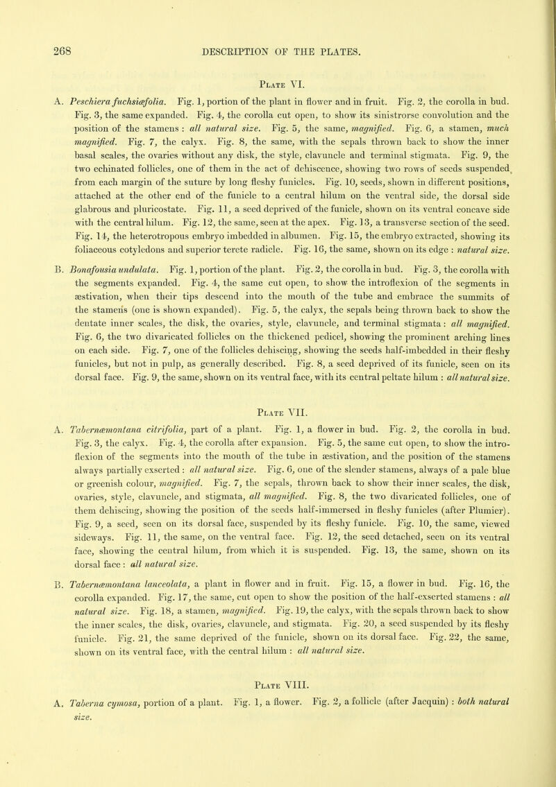 Plate VI. A. PescMera fuchsicefolia. Fig. 1, portion of the plant in flower and in fruit. Fig. 2, tlie corolla in bud. Fig. 3, the same expanded. Fig. 4, the corolla cut open, to show its sinistrorse convolution and the position of the stamens : all natural size. Fig. 5, the same, magnified. Fig. 6, a stamen, much magnified. Fig. 7, the calyx. Fig. 8, the same, with the sepals thrown back to show the inner basal scales, the ovaries without any disk, the style, clavuncle and terminal stigmata. Fig. 9, the two echinated follicles, one of them in the act of dehiscence, showing two rows of seeds suspended^ from each margin of the suture by long fleshy funicles. Fig. 10, seeds, shown in different positions, attached at the other end of the funicle to a central hilum on the ventral side^ the dorsal side glabrous and pluricostate. Fig. 11, a seed deprived of the funicle, shown on its ventral concave side witli the central hilum. Fig. 12, the same, seen at the apex. Fig. 13, a transverse section of the seed. Fig. 14, the heterotropous embryo imbedded in albumen. Fig. 15, the embryo extracted, showing its foliaceous cotyledons and superior terete radicle. Fig. 16, the same, shown on its edge : natural size. B. Bonafousia undulata. Fig. 1, portion of the plant. Fig. 2, the corolla in bud. Fig. 3, the corolla with the segments expanded. Fig. 4, the same cut open, to show the introflexion of the segments in aestivation, when their tips descend into the mouth of the tube and embrace the summits of the stamens (one is shown expanded). Fig. 5, the calyx, the sepals being thrown back to show the dentate inner scales, the disk, the ovaries, style, clavuncle, and terminal stigmata: all magnified. Fig. 6, the two divaricated follicles on the thickened pedicel, showing the prominent arching lines on each side. Fig. 7, one of the follicles dehiscing, showing the seeds half-imbedded in their fleshy funicles, but not in pulp, as generally described. Fig. 8, a seed deprived of its funicle, seen on its dorsal face. Fig. 9, the same, shown on its ventral face, with its central peltate hilum : all natural size. Plate VII. A. Tabernoemontana citrifolia, part of a plant. Fig. 1, a flower in bud. Fig. 2, the corolla in bud. Fig. 3, the calyx. Fig. 4, the corolla after expansion. Fig. 5, the same cut open, to show the intro- flexion of the segments into the mouth of the tube in aestivation, and the position of the stamens always partially exserted : all natural size. Fig. 6, one of the slender stamens, always of a pale blue or greenish colour, magnified. Fig. 7, the sepals, thrown back to show their inner scales, the disk, ovaries, style, clavuncle, and stigmata, all magnified. Fig. 8, the two divaricated follicles, one of them dehiscing, showing the position of the seeds half-immersed in fleshy funicles (after Plumier). Fig. 9, a seed, seen on its dorsal face, suspended by its fleshy funicle. Fig. 10, the same, viewed sideways. Fig. 11, the same, on the ventral face. Fig. 12, the seed detached, seen on its ventral face, showing the central hilum, from which it is suspended. Fig. 13, the same, shown on its dorsal face : all natural size. B. Taberncemontana lanceolata, a plant in flower and in fruit. Fig. 15, a flower in bud. Fig. 16, the corolla expanded. Fig. 17, the same, cut open to show the position of the half-exserted stamens : all natural size. Fig. 18, a stamen, magnified. Fig. 19, the calyx, with the sepals thrown back to show the inner scales, the disk, ovaries, clavuncle, and stigmata. Fig. 20, a seed suspended by its fleshy funicle. Fig. 21, the same deprived of the funicle, shown on its dorsal face. Fig. 22, the same, shown on its ventral face, with the central hilum : all natural size. Plate VIII. A. Taberna cymosa, portion of a plant. Fig. 1, a flower. Fig. 2, a follicle (after Jacquin) : both natural size.