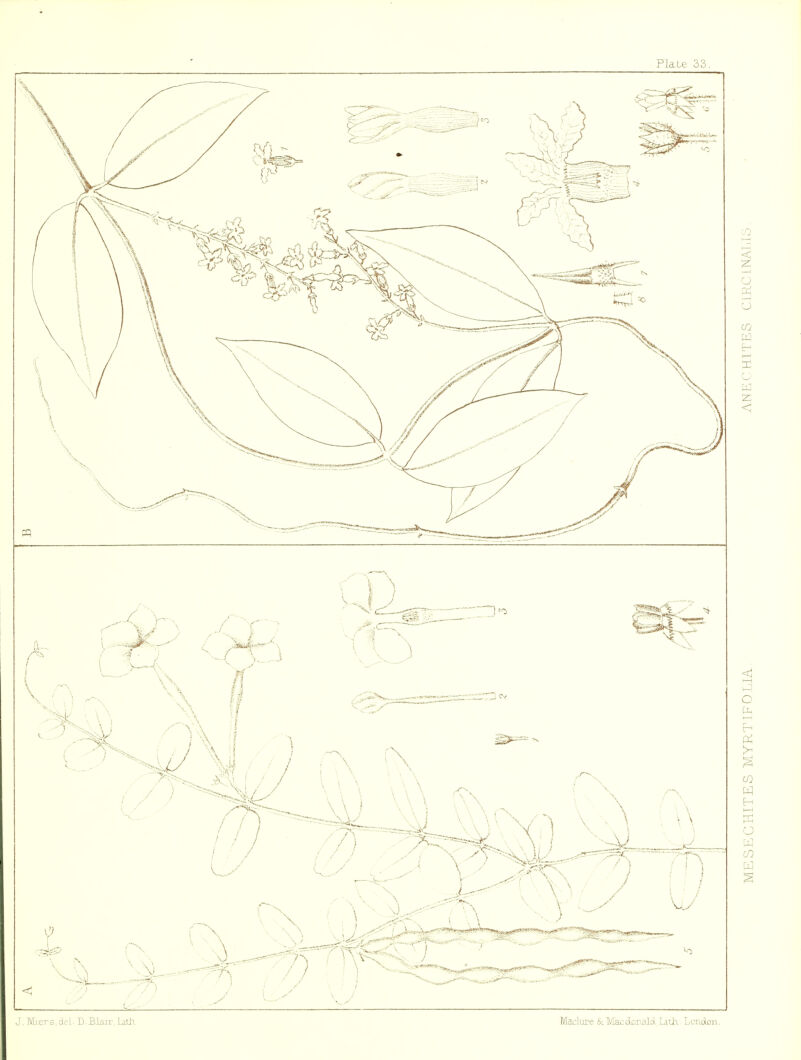 J. Mi.ers.del D.BLair.LiUi Maclure ^Tyracobnalii Lith- Londjon.