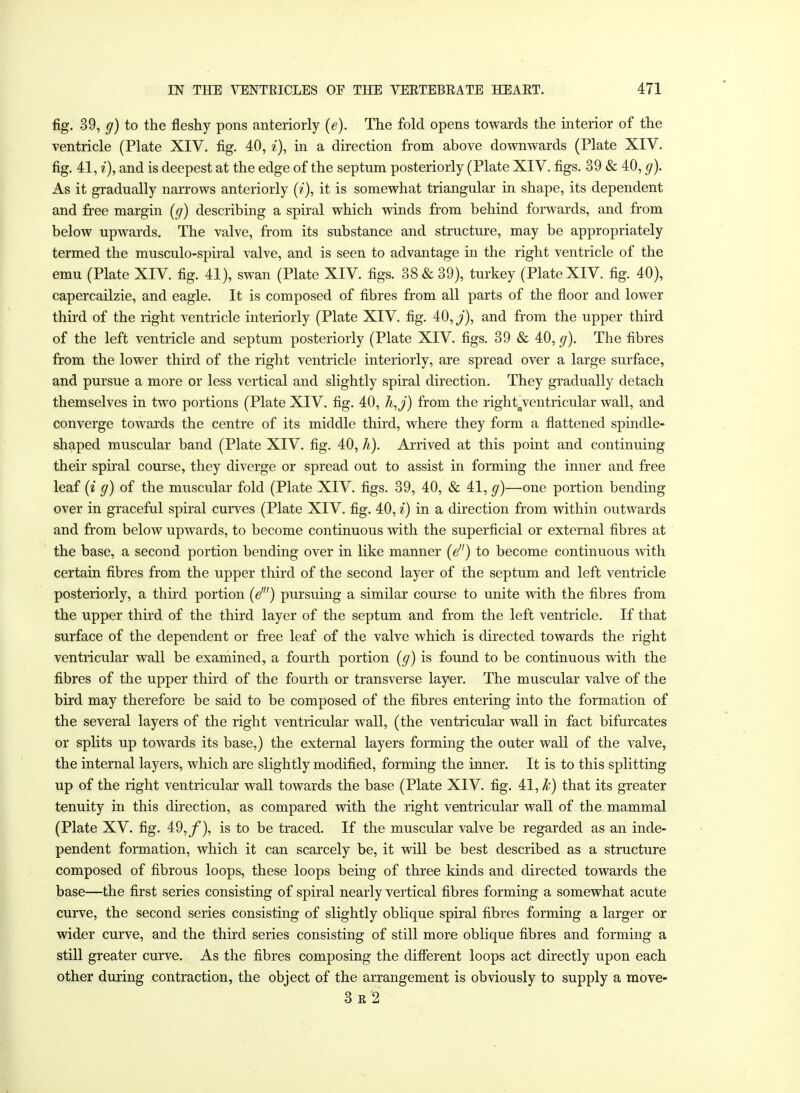 fig. 39, g) to the fleshy pons anteriorly (e). The fold opens towards the interior of the ventricle (Plate XIV. fig. 40, i), in a direction from above downwards (Plate XIV. fig. 41, ?'), and is deepest at the edge of the septum posteriorly (Plate XIV. figs. 39 & 40, g). As it gradually narrows anteriorly (?'), it is somewhat triangular in shape, its dependent and free margin (g) describing a spiral which winds from behind forwards, and from below upwards. The valve, from its substance and structure, may be appropriately termed the musculo-spiral valve, and is seen to advantage in the right ventricle of the emu (Plate XIV. fig. 41), swan (Plate XIV. figs. 38 & 39), turkey (Plate XIV. fig. 40), capercailzie, and eagle. It is composed of fibres from all parts of the floor and lower third of the right ventricle interiorly (Plate XIV. fig. 40,/), and from the upper third of the left ventricle and septum posteriorly (Plate XIV. figs. 39 & 40, g). The fibres from the lower third of the right ventricle interiorly, are spread over a large surface, and pursue a more or less vertical and slightly spiral direction. They gradually detach themselves in two portions (Plate XIV. fig. 40, h,j) from the rightaventricular wall, and converge towards the centre of its middle third, where they form a flattened spindle- shaped muscular band (Plate XIV. fig. 40, h). Arrived at this point and continuing their spiral course, they diverge or spread out to assist in forming the inner and free leaf (i g) of the muscular fold (Plate XIV. figs. 39, 40, & 41, g)—one portion bending over in graceful spiral curves (Plate XIV. fig. 40, i) in a direction from within outwards and from below upwards, to become continuous with the superficial or external fibres at the base, a second portion bending over in like manner (e) to become continuous with certain fibres from the upper third of the second layer of the septum and left ventricle posteriorly, a third portion (e') pursuing a similar course to unite with the fibres from the upper third of the third layer of the septum and from the left ventricle. If that surface of the dependent or free leaf of the valve which is directed towards the right ventricular wall be examined, a fourth portion (g) is found to be continuous with the fibres of the upper third of the fourth or transverse layer. The muscular valve of the bird may therefore be said to be composed of the fibres entering into the formation of the several layers of the right ventricular wall, (the ventricular wall in fact bifurcates or splits up towards its base,) the external layers forming the outer wall of the valve, the internal layers, which are slightly modified, forming the inner. It is to this splitting up of the right ventricular wall towards the base (Plate XIV. fig. 41, k) that its greater tenuity in this direction, as compared with the right ventricular wall of the mammal (Plate XV. fig. 49, f), is to be traced. If the muscular valve be regarded as an inde- pendent formation, which it can scarcely be, it will be best described as a structure composed of fibrous loops, these loops being of three kinds and directed towards the base—the first series consisting of spiral nearly vertical fibres forming a somewhat acute curve, the second series consisting of slightly oblique spiral fibres forming a larger or wider curve, and the third series consisting of still more oblique fibres and forming a still greater curve. As the fibres composing the different loops act directly upon each other during contraction, the object of the arrangement is obviously to supply a move- 3 r 2