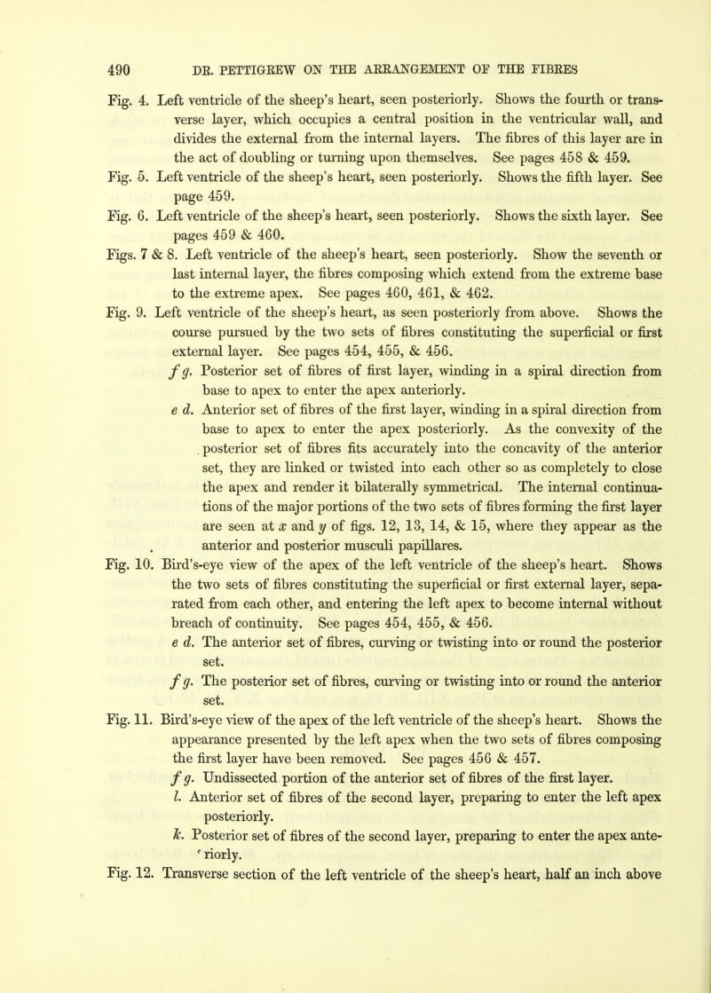 Fig. 4. Left ventricle of the sheep's heart, seen posteriorly. Shows the fourth or trans- verse layer, which occupies a central position in the ventricular wall, and divides the external from the internal layers. The fibres of this layer are in the act of doubling or turning upon themselves. See pages 458 & 459. Fig. 5. Left ventricle of the sheep's heart, seen posteriorly. Shows the fifth layer. See page 459. Fig. 6. Left ventricle of the sheep's heart, seen posteriorly. Shows the sixth layer. See pages 459 & 460. Figs. 7 & 8. Left ventricle of the sheep's heart, seen posteriorly. Show the seventh or last internal layer, the fibres composing which extend from the extreme base to the extreme apex. See pages 460, 461, & 462. Fig. 9. Left ventricle of the sheep's heart, as seen posteriorly from above. Shows the course pursued by the two sets of fibres constituting the superficial or first external layer. See pages 454, 455, & 456. f g. Posterior set of fibres of first layer, winding in a spiral direction from base to apex to enter the apex anteriorly. e d. Anterior set of fibres of the first layer, winding in a spiral direction from base to apex to enter the apex posteriorly. As the convexity of the . posterior set of fibres fits accurately into the concavity of the anterior set, they are linked or twisted into each other so as completely to close the apex and render it bilaterally symmetrical. The internal continua- tions of the major portions of the two sets of fibres forming the first layer are seen at x and y of figs. 12, 13, 14, & 15, where they appear as the anterior and posterior musculi papillares. Fig. 10. Bird's-eye view of the apex of the left ventricle of the sheep's heart. Shows the two sets of fibres constituting the superficial or first external layer, sepa- rated from each other, and entering the left apex to become internal without breach of continuity. See pages 454, 455, & 456. e d. The anterior set of fibres, curving or twisting into or round the posterior set. / g. The posterior set of fibres, curving or twisting into or round the anterior set. Fig. 11. Bird's-eye view of the apex of the left ventricle of the sheep's heart. Shows the appearance presented by the left apex when the two sets of fibres composing the first layer have been removed. See pages 456 & 457. / g. Undissected portion of the anterior set of fibres of the first layer. I. Anterior set of fibres of the second layer, preparing to enter the left apex posteriorly. k. Posterior set of fibres of the second layer, preparing to enter the apex ante- * riorly. Fig. 12. Transverse section of the left ventricle of the sheep's heart, half an inch above