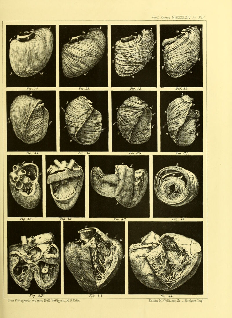 Phil. Trans. MDCCCLXIV PI IB: From Phcrtographs by James Bell Pettigrew,M.D.Edm Edwm M.WiJlia-ms, Sc.^Hd-nliartJmp1