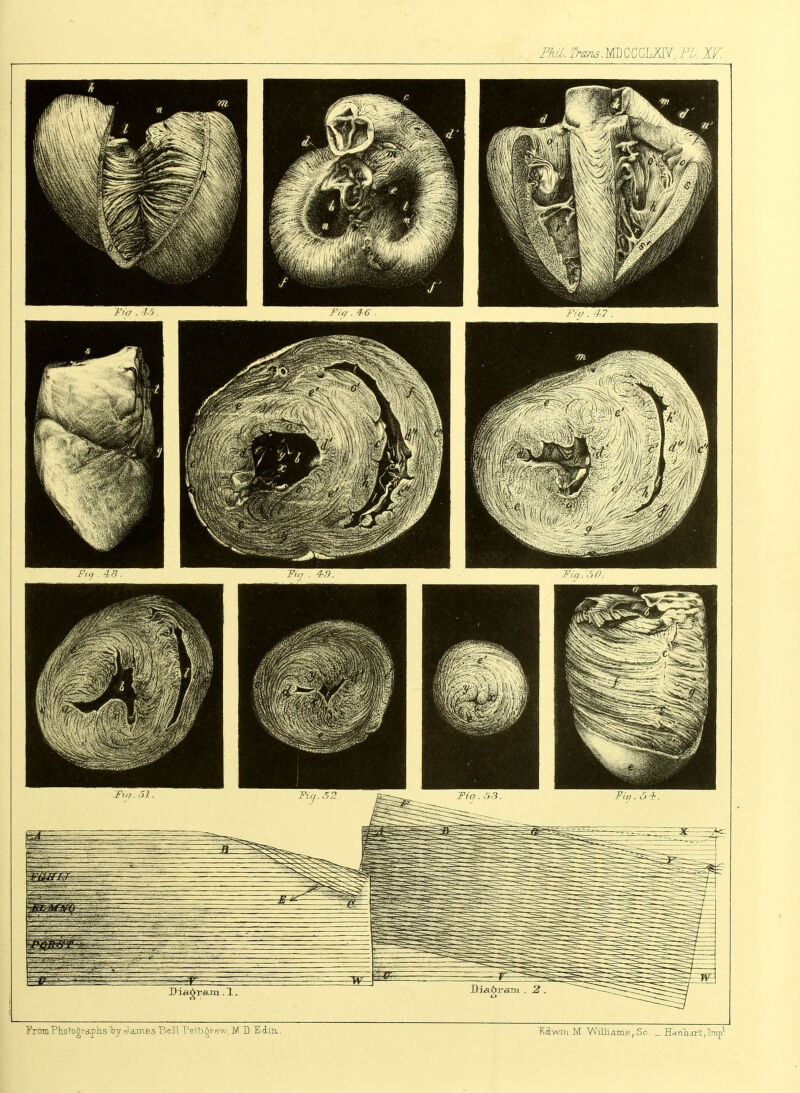 Phil. Trans.mZ^hm, PI. W. From PJioTo^rap lis l>y James Bell PeUi.^rew, M D Eiin.. Mwm M Williams, Sc.. _ Han curl;, Imp1