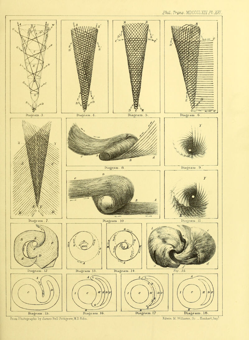 .FTiil, Trans. MD C C XFI. Diagram . 15. Diagram . 16. Diagram. 17 Tram Photographs by James Bell Pelligrew,M.l).Rd.iTi. Dia.gr am . 18 . Edwin M.Williams, Sc. _Banhart,Iinpl