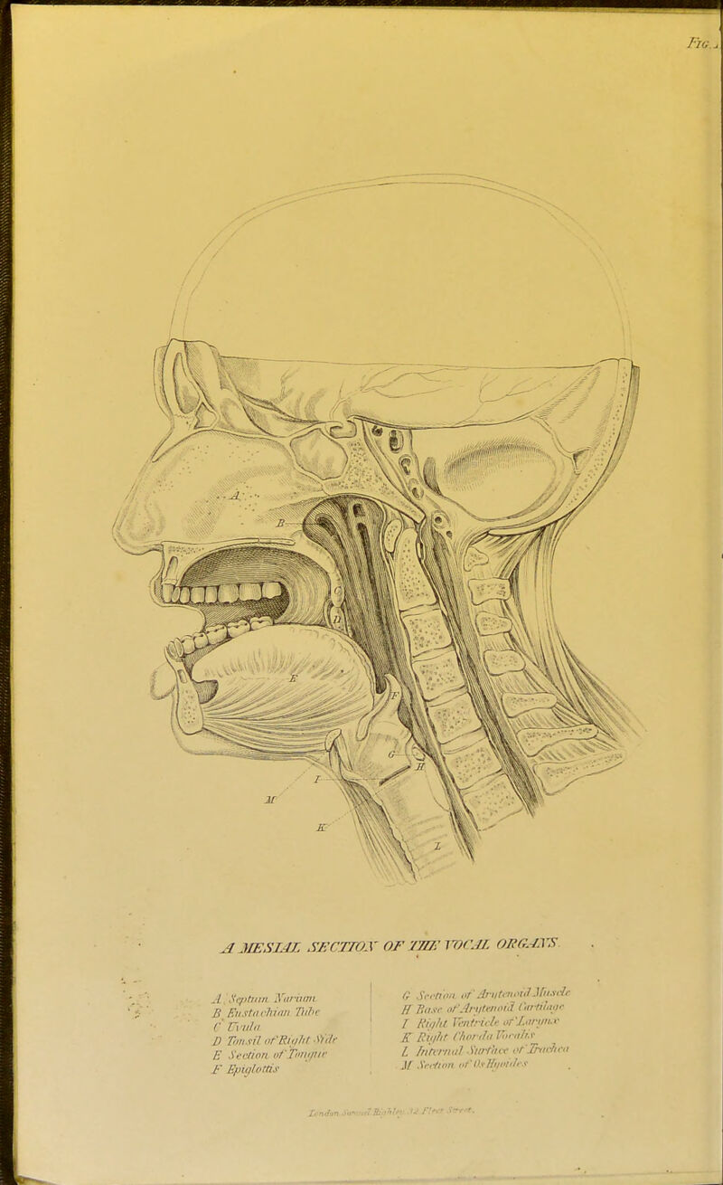 a mesial sz-rrrox of /m: vocal tmeases .1 Saturn Waraan B En xtti cli urn Thde & Uvula D Tonsil ofSiyM Sl'Se E Section ofTongiie F Epiglottis (? Section <>r 'Arytenoid'JfuseU ff Ho.tr of Arytenoid. GtrtBago I Eii/iil TTviirirle oT'/.onm.v K Right Chorda Vocalit L Internal Surface oflhi&ea M Section vfOsW/oidcs ItmJan SmuutBfyhUv ■ M Flftt Sire*.