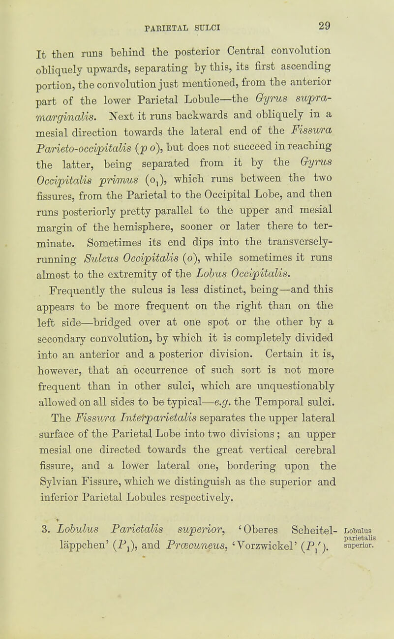 It then runs behind the posterior Central convolution obliquely upwards, separating by this, its first ascending portion, the convolution just mentioned, from the anterior part of the lower Parietal Lobule—the Gyrus supra- marginalis. Next it runs backwards and obliquely in a mesial direction towards the lateral end of the Fissura Parieto-ocdpitalis {%> o), but does not succeed in reaching the latter, being separated from it by the Gyrus Occipitalis primus (o,), which runs between the two fissures, from the Parietal to the Occipital Lobe, and then runs posteriorly pretty parallel to the upper and mesial margin of the hemisphere, sooner or later there to ter- minate. Sometimes its end dips into the transversely- running Sulcus Occipitalis (o), while sometimes it runs almost to the extremity of the Lobus Occipitalis. Frequently the sulcus is less distinct, being—and this appears to be more frequent on the right than on the left side—bridged over at one spot or the other by a secondary convolution, by which it is completely divided into an anterior and a posterior division. Certain it is, however, that an occurrence of such sort is not more frequent than in other sulci, which are unquestionably allowed on all sides to be typical—e.g. the Temporal sulci. The Fissura Intefparietalis separates the upper lateral surface of the Parietal Lobe into two divisions; an upper mesial one directed towards the great vertical cerebral fissure, and a lower lateral one, bordering upon the Sylvian Fissure, which we distinguish as the superior and inferior Parietal Lobules respectively. 3. Lohulus Parietalis superior, 'Oberes Scheitel- Lobulus parietalis lappchen \Fx), and FrcBcuneus, 'Vorzwickel' (P/). superior.