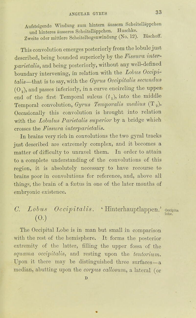 ANGULAR GYETJS Aufsteigende Windung zum liintera jiussern Scheitellappclien und hinteres fiusseres Scheitellfippchen. Huschke. Zweite oder mittlere Sclieitelbogenwindung (No. 12). Bischoff. This convolution emerges posteriorly from the lobule just described, being bounded superiorly by the Fisswa inter- paHetalis, and being posteriorly, without any well-defined boundary intervening, in relation with the Lohus Occipi- talis—thsit is to say, with the Gyrus Occipitalis secundus (O2), and passes inferiorly, in a curve encircling the upper end of the first Temporal sulcus (ij), into the middle Temporal convolution. Gyrus Temporalis medius (T 2). Occasionally this convolution is brought into relation with the Lohulus Parietalis superior by a bridge which crosses the Fissura interparietalis. In brains very rich in convolutions the two gyral tracks just described are extremely complex, and it becomes a matter of difficulty to unravel them. In order to attain to a complete understanding of the convolutions of this region, it is absolutely necessary to have recourse to brains poor in convolutions for reference, and, above all things, the brain of a foetus in one of the later months of embryonic existence. C. Lob US Occipitalis. ' Hinterhauptlappen.' (0.) The Occipital Lobe is in man but small in comparison with the rest of the hemisphere. It forms the posterior extremity of the latter, filling the upper fossa of the squama occipitalis, and resting upon the tentorium. Upon it there may be distinguished three surfaces—a median, abutting upon the corpus callosum, a lateral (or D