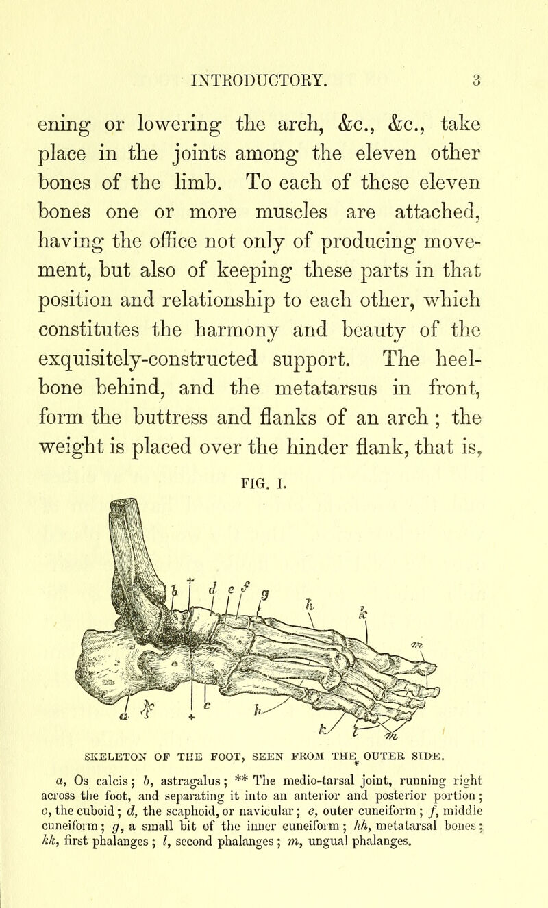 ening or lowering the arch, &c., &c., take place in the joints among the eleven other bones of the limb. To each of these eleven bones one or more muscles are attached, having the office not only of producing move- ment, but also of keeping these parts in that position and relationship to each other, which constitutes the harmony and beauty of the exquisitely-constructed support. The heel- bone behind, and the metatarsus in front, form the buttress and flanks of an arch ; the weight is placed over the hinder flank, that is, FIG. I. SJKELETON OF THE FOOT, SEEN FROM THE^ OUTER SIDE. a, Os calcis; b, astragalus; ** The medio-tarsal joint, running right across the foot, and separating it into an anterior and posterior portion ; c, the cuboid; d, the scaphoid, or navicular; e, outer cuneiform ; /, middle cuneiform; g, a small bit of the inner cuneiform ; hh, metatarsal bones; kk, first phalanges 5 I, second phalanges ; m, ungual phalanges.