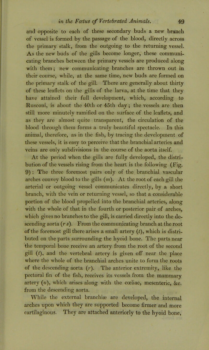 and opposite to each of these secondary buds a new branch of vessel is formed by the passage of the blood, directly across the primary stalk, from the outgoing to the returning vessel. As the new buds of the gills become longer, these communi- cating branches between the primary vessels are produced along with them; new communicating branches are thrown out in their course, while, at the same time, new buds are formed on the primary stalk of the gill. There are generally about thirty of these leaflets on the gills of the larva, at the time that they have attained their full development, which, according to Rusconi, is about the 40th or 45th day; the vessels are then still more minutely ramified on the surface of the leaflets, and as they are almost quite transparent, the circulation of the blood through them forms a truly beautiful spectacle. In this animal, therefore, as in the fish, by tracing the development of these vessels, it is easy to perceive that the branchial arteries and veins are only subdivisions in the course of the aorta itself. At the period when the gills are fully developed, the distri- bution of the vessels rising from the heart is the following (Fig. 9) : The three foremost pairs only of the branchial vascular arches convey blood to the gills (m). At the root of each gill the arterial or outgoing vessel communicates directly, by a short branch, with the vein or returning vessel, so that a considerable portion of the blood propelled into the branchial arteries, along with the whole of that in the fourth or posterior pair of arches, which gives no branches to the gill, is carried directly into the de- scending aorta (r s). From the communicating branch at the root of the foremost gill there arises a small artery (/), which is distri- buted on the parts surrounding the hyoid bone. The parts near the temporal bone receive an artery from the root of the second gill (/), and the vertebral artery is given off near the place where the whole of the branchial arches unite to form the roots of the descending aorta (?-). The anterior extremity, like the pectoral fin of the fish, receives its vessels from the mammary artery (?<), which arises along with the coeliac, mesenteric, &c. from the descending aorta. While the external branchiae are developed, the internal arches upon which they are supported become firmer and more cartilaginous. They are attached anteriorly to the hyoid bone.