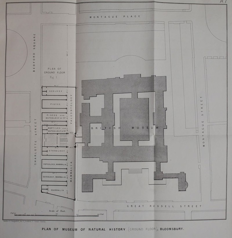 Fl. /. PLAN OF MUSEUM OF NATURAL HISTORY (CROUND FLOOR), BLOOM SBURY.