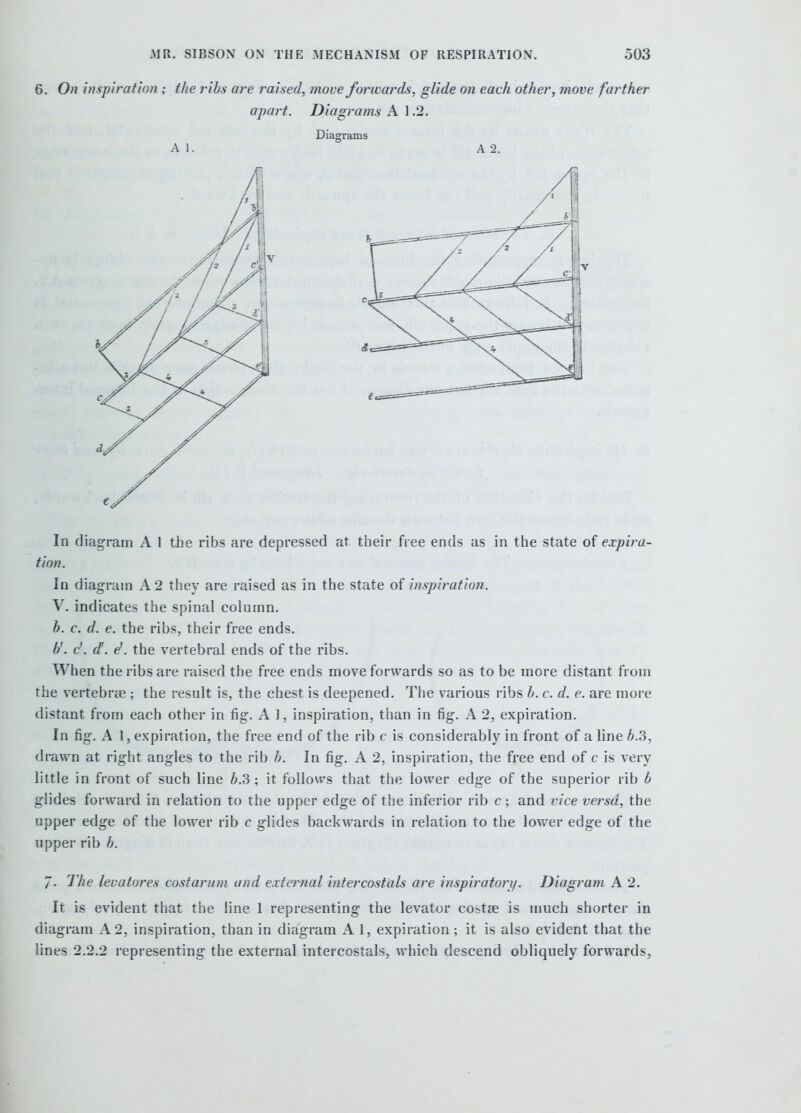 6. On inspiration ; the ribs are raised, move forwards, glide on each other, move farther apart. Diagrams A 1.2. Diagrams A 1. A 2. In diagram A 1 the ribs are depressed at their free ends as in the state of expira- tion. In diagram A 2 they are raised as in the state of inspiration. V. indicates the spinal column. h. c. d. e. the ribs, their free ends. b'. c'. d. e'. the vertebral ends of the ribs. When the ribs are raised the free ends move forwards so as to be more distant from the vertebrae ; the result is, the chest is deepened. The various ribs b. c. d. e. are more distant from each other in fig. A 1, inspiration, than in fig. A 2, expiration. In fig. A 1, expiration, the free end of the rib c is considerably in front of a line i.3, drawn at right angles to the rib b. In fig, A 2, inspiration, the free end of c is very little in front of such line 5.3 ; it follows that the lower edge of the superior rib b glides forward in relation to the upper edge of the inferior rib c; and vice versd, the upper edge of the lower rib c glides backwards in relation to the lower edge of the upper rib b. J. The levatores costaruni and external intercostals are inspiratori/. Diagram A 2. It is evident that the line 1 representing the levator costse is much shorter in diagram A 2, inspiration, than in diagram A 1, expiration ; it is also evident that the lines 2.2.2 representing the external intercostals, which descend obliquely forwards.