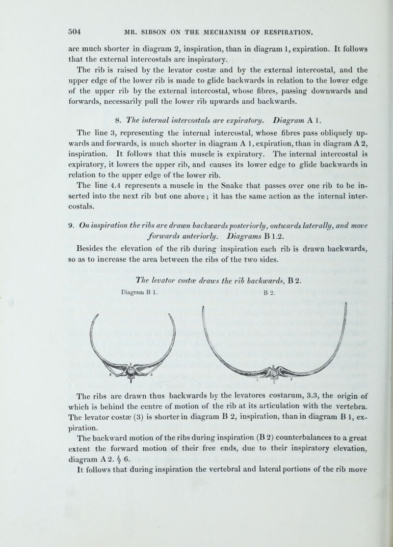 are much shorter in diagram 2, inspiration, than in diagram 1, expiration. It follows that the external intercostals are inspiratory. The rib is raised by the levator costse and by the external intercostal, and the upper edge of the lower rib is made to glide backwards in relation to the lower edge of the upper rib by the external intercostal, whose fibres, passing downwards and forwards, necessarily pull the lower rib upwards and backwards. 8. The internal intercostals are expiratory. Diagram A 1. The line 3, representing the internal intercostal, whose fibres pass obliquely up- wards and forwards, is much shorter in diagram A 1, expiration, than in diagram A 2, inspiration. It follows that this muscle is expiratory. The internal intercostal is expiratory, it lowers the upper rib, and causes its lower edge to glide backwards in relation to the upper edge of the lower rib. The line 4.4 represents a muscle in the Snake that passes over one rib to be in- serted into the next rib but one above; it has the same action as the internal inter- costals. 9. On inspiration the ribs are drawn backwards posteriorly, outwards laterally, and move forwards anteriorly. Diagrams B 1.2. Besides the elevation of the rib during inspiration each rib is drawn backwards, so as to increase the area between the ribs of the two sides. The levator custce draivs the rib backwards, B 2. Diagram B 1. B 2. The ribs are drawn thus backwards by the levatores costarum, 3.3, the origin of which is behind the centre of motion of the rib at its articulation with the vertebra. The levator costse (3) is shorter in diagram B 2, inspiration, than in diagram B 1, ex- piration. The backward motion of the ribs during inspiration (B 2) counterbalances to a great extent the forward motion of their free ends, due to their inspiratory elevation, diagram A 2. § 6. It follows that during inspiration the vertebral and lateral portions of the rib move