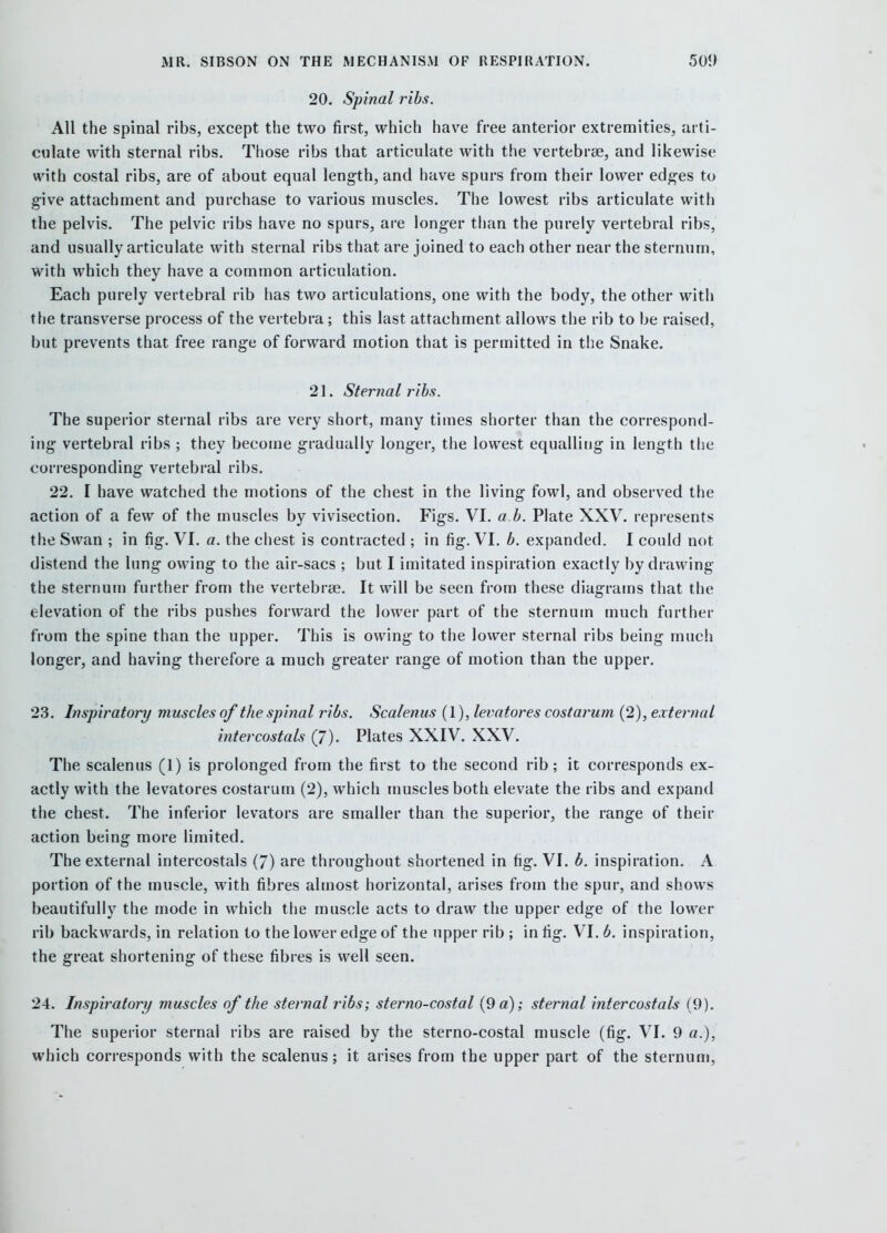 20. Spinal ribs. All the spinal ribs, except the two first, which hav^e free anterior extremities, arti- culate with sternal ribs. Those ribs that articulate with the vertebrae, and likewise with costal ribs, are of about equal length, and have spurs from their lower edges to give attachment and purchase to various muscles. The lowest ribs articulate with the pelvis. The pelvic ribs have no spurs, are longer than the purely vertebral ribs, and usually articulate with sternal ribs that are joined to each other near the sternum, with which they have a common articulation. Each purely vertebral rib has two articulations, one with the body, the other with the transverse process of the vertebra; this last attachment allows the rib to be raised, but prevents that free range of forward motion that is permitted in the Snake. 21. Sternal ribs. The superior sternal ribs are very short, many times shorter than the correspond- ing vertebral ribs ; they become gradually longer, the lowest equalling in length the corresponding vertebral ribs. 22. I have watched the motions of the chest in the living fowl, and observed the action of a few of the muscles by vivisection. Figs. VI. a b. Plate XXV. l epresents the Swan ; in fig. VI. a. the chest is contracted ; in fig. VI. b. expanded. I could not distend the lung owing to the air-sacs ; but I imitated inspiration exactly by drawing the sternum further from the vertebrae. It will be seen from these diagrams that the elevation of the ribs pushes forward the lower part of the sternum much further from the spine than the upper. This is owing to the lower sternal ribs being much longer, and having therefore a much greater range of motion than the upper. 23. Inspiratory muscles of the spinal ribs. Scalenus (1), levatores costarum (2), external intercostals (7). Plates XXIV. XXV. The scalenus (1) is prolonged from the first to the second rib; it corresponds ex- actly with the levatores costarum (2), which muscles both elevate the ribs and expand the chest. The inferior levators are smaller than the superior, the range of their action being more limited. The external intercostals (/) are throughout shortened in fig. VI. b. inspiration. A portion of the muscle, with fibres almost horizontal, arises from the spur, and shows beautifully the mode in which the muscle acts to draw the upper edge of the lower rib backwards, in relation to the lower edge of the upper rib ; in fig. VI. b. inspiration, the great shortening of these fibres is well seen. 24. Inspiratory muscles of the sternal ribs; sterno-costal (9 a); sternal intercostals (9). The superior sternal ribs are raised by the sterno-costal muscle (fig. VI. 9 a.), which corresponds with the scalenus; it arises from the upper part of the sternum,