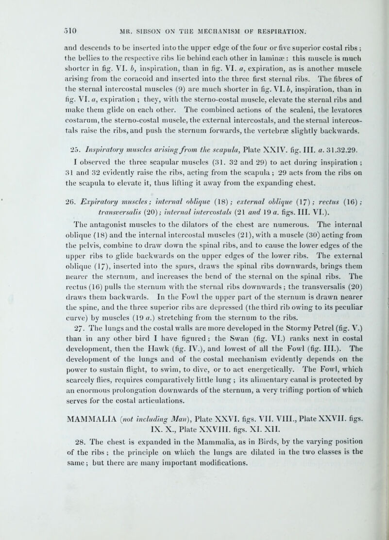 and descends to be inserted into the upper edge of the four or five superior costal ribs ; the bellies to the respective ribs lie behind each other in latninse : this muscle is much shorter in fig. VI. b, inspiration, than in fig. VI. a, expiration, as is another muscle arising from the coracoid and inserted into the three first sternal ribs. The fibres of the sternal intercostal muscles (9) are much shorter in fig. VI. h, inspiration, than in fig. VI. a, expiration ; they, with the sterno-costal muscle, elevate the sternal ribs and make them glide on each other. The combined actions of the scaleni, the levatores costarum,the sterno-costal muscle, the external intercostals, and the sternal intercos- tals raise the ribs, and push the sternum forwards, the vertebrjje slightly backwards. 25. Inspiratory muscles arising from the scapula, Plate XXIV. fig. III. a. 31.32.29. I observed the three scapular muscles (31. 32 and 29) to act during inspiration ; 31 and 32 evidently raise the ribs, acting from the scapula; 29 acts from the ribs on the scapula to elevate it, thus lifting it away from the expanding chest. 26. Expiratory muscles; internal oblique (18); external oblique (I/); rectus (16); transversalis (20); internal intercostals (21 and 19 a. figs. III. VI.). The antagonist muscles to the dilators of the chest are numerous. The internal oblique (18) and the internal intercostal muscles (21), with a muscle (30) acting from the pelvis, combine to draw down the spinal ribs, and to cause the lower edges of the upper ribs to glide backwards on the upper edges of the lower ribs. The external oblique (17)? inserted into the spurs, draws the spinal ribs downwards, brings them nearer the sternum, and increases the bend of the sternal on the spinal ribs. The rectus (16) pulls the sternum with the sternal ribs downwards; the transversalis (20) draws them backwards. In the Fowl the upper part of the sternum is drawn nearer the spine, and the three superior ribs are depressed (the third rib owing to its peculiar curve) by muscles (19 a.) stretching from the sternum to the ribs. 27. The lungs and the costal walls are more developed in the Stormy Petrel (fig. V.) than in any other bird I have figured ; the Swan (fig. VI.) ranks next in costal development, then the Hawk (fig. IV.), and lowest of all the Fowl (fig. III.). The development of the lungs and of the costal mechanism evidently depends on the power to sustain flight, to swim, to dive, or to act energetically. The Fowl, which scarcely flies, requires comparatively little lung ; its alimentary canal is protected by an enormous prolongation downwards of the sternum, a very trifling portion of which serves for the costal articulations. MAMMALIA (not including Man), Plate XXVI. figs. VII. VIII., Plate XXVII. figs. IX. X., Plate XXVIII. figs. XI. XII. 28. The chest is expanded in the Mammalia, as in Birds, by the varying position of the ribs ; the principle on which the lungs are dilated in the two classes is the same; but there are many important modifications.