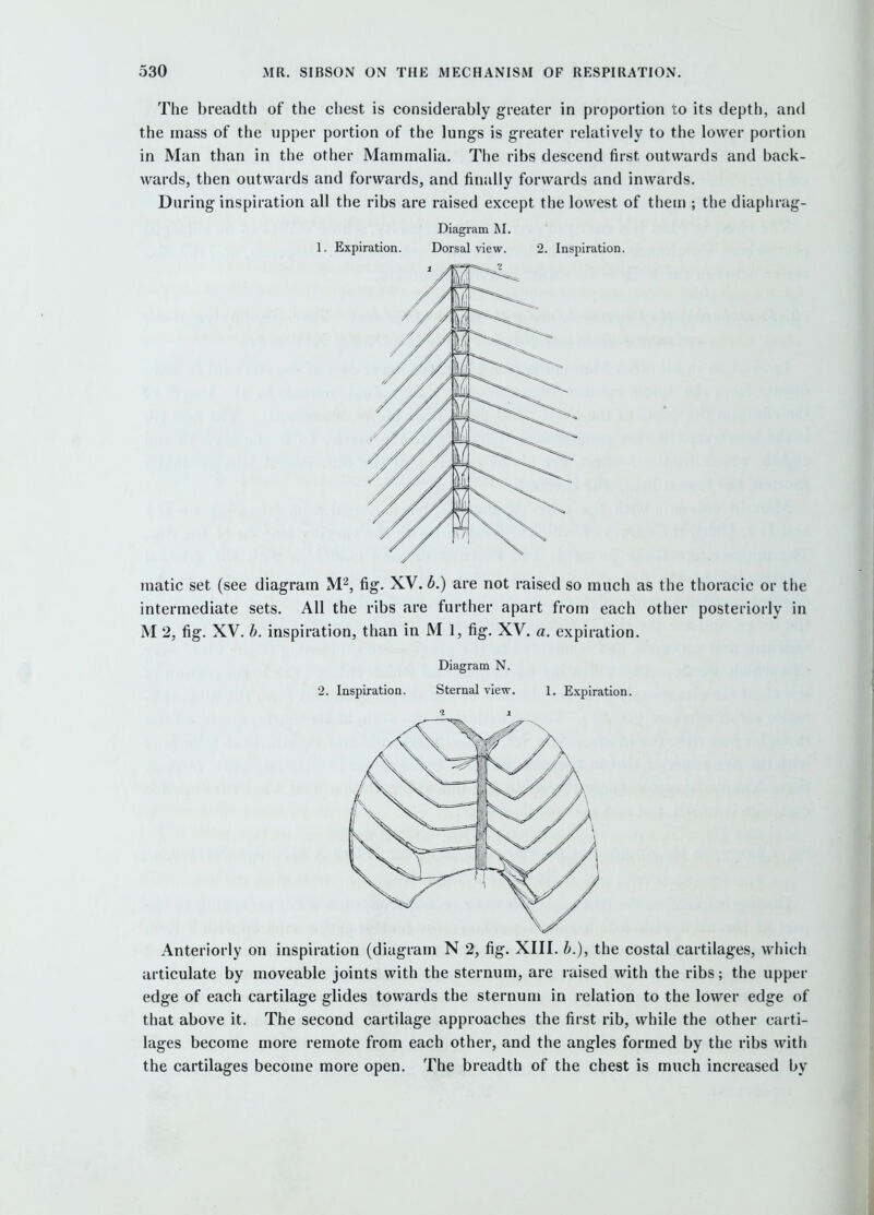 The breadth of the chest is considerably greater in proportion to its depth, and the mass of the upper portion of the lungs is greater relatively to the lower portion in Man than in the other Mammalia. The ribs descend first outwards and back- wards, then outwards and forwards, and finally forwards and inwards. During inspiration all the ribs are raised except the lowest of them ; the diaphrag- Diagram M. 1. Expiration. Dorsal view. 2. Inspiration. raatic set (see diagram M^, fig. XV. 6.) are not raised so much as the thoracic or the intermediate sets. All the ribs are further apart from each other posteriorly in M 2, fig. XV. b. inspiration, than in M 1, fig. XV. a. expiration. Diagram N. 2. Inspiration. Sternal view. 1. Expiration. Anteriorly on inspiration (diagram N 2, fig. XIII. b.), the costal cartilages, which articulate by moveable joints with the sternum, are raised with the ribs; the upper edge of each cartilage glides towards the sternum in relation to the lower edge of that above it. The second cartilage approaches the first rib, while the other carti- lages become more remote from each other, and the angles formed by the ribs with the cartilages become more open. The breadth of the chest is much increased by