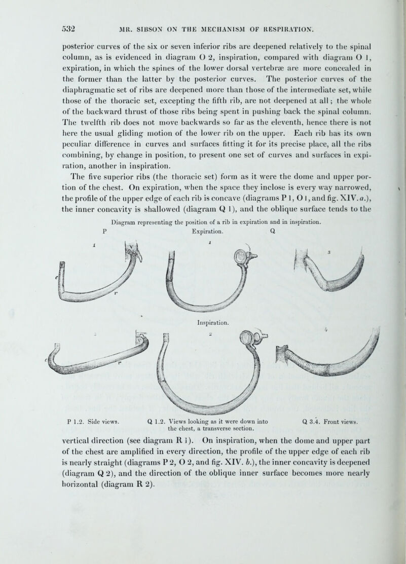 posterior curves of the six or seven inferior ribs are deepened relatively to the spinal column, as is evidenced in diagram O 2, inspiration, compared with diagram O J, expiration, in which the spines of the lower dorsal vertebrse are more concealed in the former than the latter by the posterior curves. The posterior curves of the diaphragmatic set of ribs are deepened more than those of the intermediate set, wliile those of the tiioracic set, excepting the fifth rib, are not deepened at all; the whole of the backward thrust of those ribs being spent in pushing back the spinal column. The twelfth rib does not move backwards so far as the eleventh, hence there is not here the usual gliding motion of the lower rib on the upper. Each rib has its own peculiar difference in curves and surfaces fitting it for its precise place, all the ribs combining, by change in position, to present one set of curves and surfaces in expi- ration, another in inspiration. The five superior ribs (the thoracic set) form as it were the dome and upper por- tion of the chest. On expiration, when the space they inclose is every way narrowed, the profile of the upper edge of each rib is concave (diagrams P 1, O I, and fig. XIV. o.), the inner concavity is shallowed (diagram Q 1), and the oblique surface tends to the Diagram representing the position of a rib in expiration and in inspiration. P Expiration. Q P 1.2. Side views. Q 1.2. Views looking as it were down into Q 3.4. Front views. the chest, a transverse section. vertical direction (see diagram R 1). On inspiration, when the dome and upper part of the chest are amplified in every direction, the profile of the upper edge of each rib is nearly straight (diagrams P 2, O 2, and fig. XIV. b.), the inner concavity is deepened (diagram Q 2), and the direction of the oblique inner surface becomes more nearly horizontal (diagram R 2).