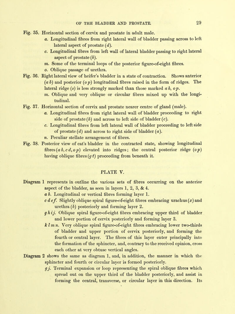 Fig. 35. Horizontal section of cervix and prostate in adult male, a. Longitudinal fibres from right lateral wall of bladder passing across to left lateral aspect of prostate {d). c. Longitudinal fibres from left wall of lateral bladder passing to right lateral aspect of prostate (5). m. Some of the terminal loops of the posterior figure-of-eight fibres. 0. Oblique passage of urethra. Fig. 36. Right lateral view of heifer's bladder in a state of contraction. Shows anterior {a h) and posterior {o'p) longitudinal fibres raised in the form of ridges. The lateral ridge {s) is less strongly marked than those marked a b, op. m. Oblique and very oblique or circular fibres mixed up with the longi- tudinal. Fig. 37. Horizontal section of cervix and prostate nearer centre of gland (male). a. Longitudinal fibres from right lateral wall of bladder proceeding to right side of prostate (b) and across to left side of bladder (c). c. Longitudinal fibres from left lateral wall of bladder proceeding to left side of prostate [d) and across to right side of bladder (a). n. Peculiar stellate arrangement of fibres. Fig. 38. Posterior view of cat's bladder in the contracted state, showing longitudinal fibres {a b, cd,op) elevated into ridges; the central posterior ridge {op) having oblique fibres {g t) proceeding from beneath it. PLATE V. Diagram 1 represents in outline the various sets of fibres occurring on the anterior aspect of the bladder, as seen in layers 1, 2, 3, & 4. a b. Longitudinal or vertical fibres forming layer 1. c d ef. Slightly oblique spiral figure-of-eight fibres embracing urachus {x) and urethra (b) posteriorly and forming layer 2. g h ij. Oblique spiral figure-of-eight fibres embracing upper third of bladder and lower portion of cervix posteriorly and forming layer 3. klmn. Very oblique spiral figure-of-eight fibres embracing lower two-thirds of bladder and upper portion of cervix posteriorly, and forming the fourth or central layer. The fibres of this layer enter principally into the formation of the sphincter, and, contrary to the received opinion, cross each other at very obtuse vertical angles. Diagram 2 shows the same as diagram 1, and, in addition, the manner in which the sphincter and fourth or circular layer is formed posteriorly. gj. Terminal expansion or loop representing the spiral oblique fibres which spread out on the upper third of the bladder posteriorly, and assist in forming the central, transverse, or circular layer in this direction. Its