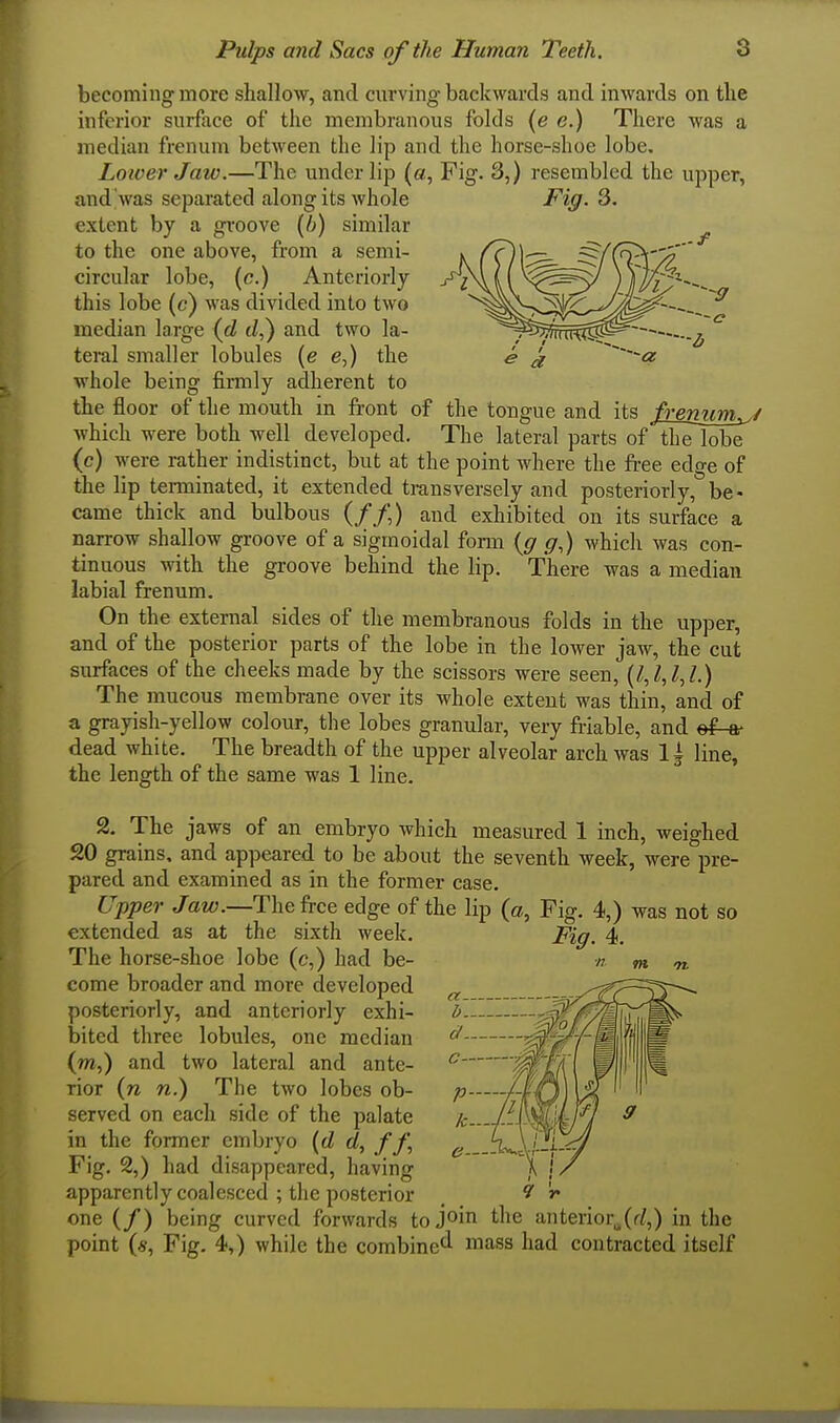 f becoming more shallow, and curving backwards and inwards on the inferior surface of the membranous folds (e e.) There was a median frenum between the lip and the horse-shoe lobe. Loiver Jaw.—The under lip («, Fig. 3,) resembled the upper, and was separated along its whole Fig. 3. extent by a groove (7^) similar to the one above, from a semi- circular lobe, (c.) Anteriorly this lobe (c) was divided into two median large {d (/,) and two la- teral smaller lobules (e e,) the whole being firmly adherent to the floor of the mouth in front of the tongue and its freymm^/ which were both well developed. The lateral parts of the lobe (c) were rather indistinct, but at the point where the free edge of the lip terminated, it extended transversely and posteriorly, be- came thick and bulbous (//,) and exhibited on its surface a narrow shallow groove of a sigmoidal form {g g,) which was con- tinuous with the groove behind the lip. There was a median labial frenum. On the external sides of the membranous folds in the upper, and of the posterior parts of the lobe in the lower jaw, the cut surfaces of the cheeks made by the scissors were seen, (1,1,1,1.) The mucous membrane over its whole extent was thin, and of a grayish-yellow colour, the lobes granular, very friable, and ef^ dead white. The breadth of the upper alveolar arch was 1| line, the length of the same was 1 line. 2, The jaws of an embryo which measured 1 inch, weighed grains, and appeared to be about the seventh week, were pre- pared and examined as in the former case. Upper Jaw.—The free edge of the lip (a, Pig. 4,) was not so Fig. 4. extended as at the sixth week The horse-shoe lobe (c,) had be- come broader and more developed posteriorly, and anteriorly exhi- bited three lobules, one median (w,) and two lateral and ante- rior (n n.) The two lobes ob- served on each side of the palate in the former embryo {d d, ff, Fig. 2,) had disappeared, having apparently coalesced ; the posterior 5 'v one (/) being curved forwards to join the anterior^(r^,) in the point (*, Fig. 4,) while the combine^ inass had contracted itself