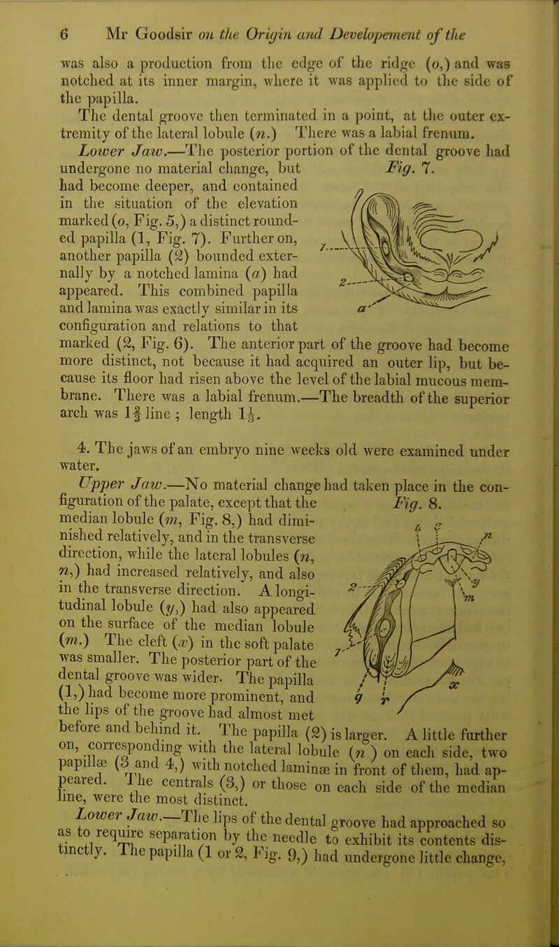 /.... was also a production from the edge of the ridge (o,) and was notched at its inner margin, where it was applied to the side of the papilla. The dental groove then terminated in a point, at the outer ex- tremity of the lateral lobule (w.) There was a labial frenum. undergone no material change, but Fig. 7. had become deeper, and contained in the situation of the elevation marked (o, Fig. 5,) a distinct round- ed papilla (1, Fig. 7). Further on, another papilla (2) bounded exter- nally by a notched lamina (a) had appeared. This combined papilla and lamina was exactly similar in its configuration and relations to that marked (2, Fig. 6). The anterior part of the groove had become more distinct, not because it had acquired an outer lip, but be- cause its floor had risen above the level of the labial mucous mem- brane. There was a labial frenum.—The breadth of the superior arch was If line ; length 1^. 4. The jaws of an embryo nine weeks old were examined under water. Upper Jaw.—No material change had taken place in the con- figuration of the palate, except that the Fig. 8. median lobule Fig. 8,) had dimi- nished relatively, and in the transverse direction, while the lateral lobules {n, n,) had increased relatively, and also in the transverse direction. A longi- tudinal lobule (?/,) had also appeared on the surface of the median lobule («^.) The cleft {x) in the soft palate was smaller. The posterior part of the dental groove was wider. The papilla (l,)had become more prominent, and the lips of the gi-oove had almost met before and behind it. The papilla (2) is larger, ii iittie lurtner on, correspondmg with the lateral lobule (n) on each side, two papillae (3 and 4,) with notched laminje in front of them, had ap- peared, i he centrals (3,) or those on each side of the median Ime, were the most distinct. Lower Jaw.—Th^ lips of the dental groove had approached so as to require separation by the needle to exhibit its contents dis- tinctly. The papilla (1 or 2, Fig. 9,) had undergone little change,