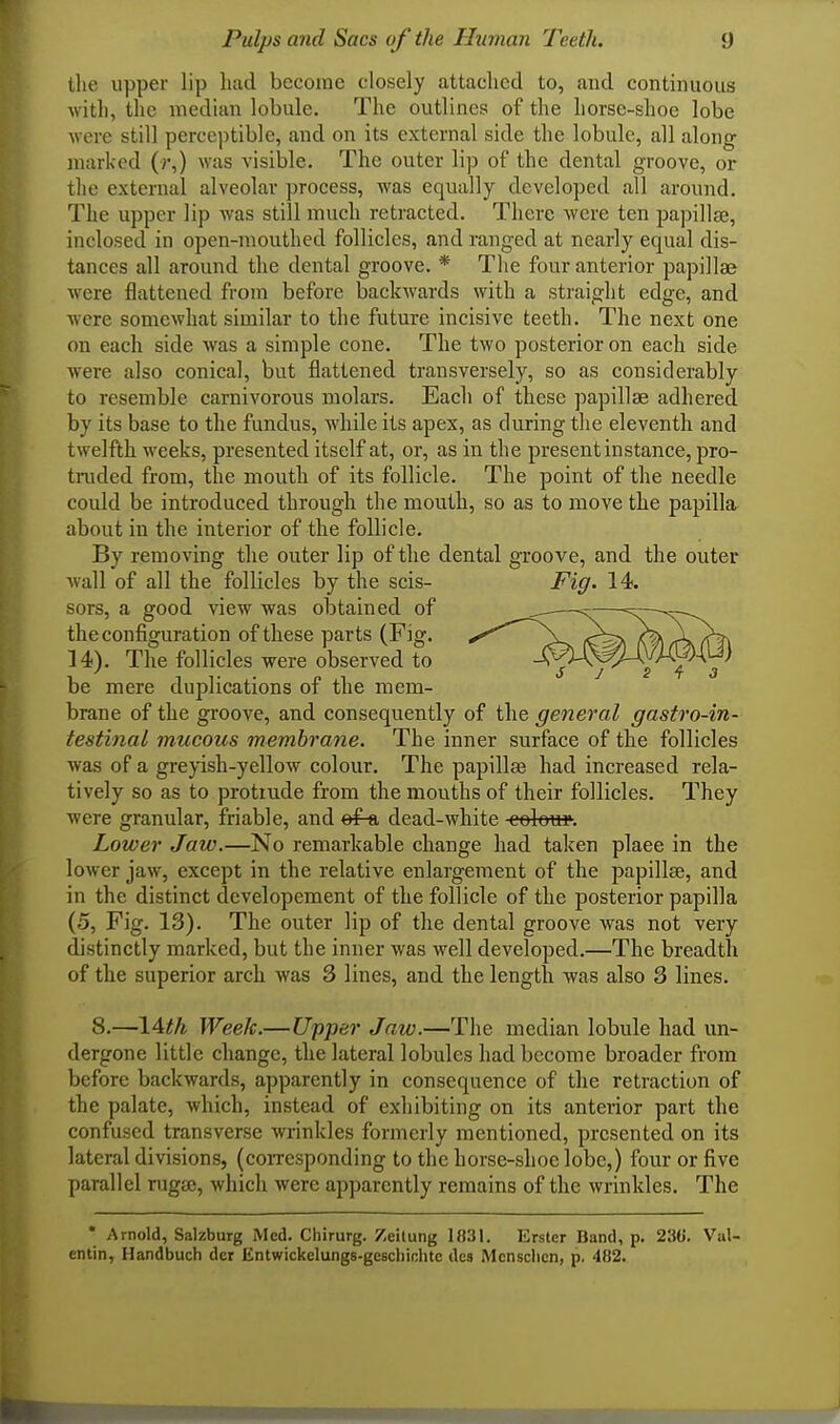 tlie upper lip had become closely attached to, and continuous with, the median lobule. The outlines of the horse-shoe lobe were still perceptible, and on its external side the lobule, all along marked (;•,) was visible. The outer lip of the dental groove, or the external alveolar process, was equally developed all around. The upper lip was still much retracted. There were ten papillae, inclosed in open-mouthed follicles, and ranged at nearly equal dis- tances all around the dental groove. * The four anterior papillae were flattened from before backwards with a straight edge, and were somewhat similar to the future incisive teeth. The next one on each side was a simple cone. The two posterior on each side were also conical, but flattened transversely, so as considerably to resemble carnivorous molars. Each of these papillae adhered by its base to the fundus, while its apex, as during the eleventh and twelfth weeks, presented itself at, or, as in the present instance, pro- truded from, the mouth of its follicle. The point of the needle could be introduced through the mouth, so as to move the papilla about in the interior of the follicle. By removing the outer lip of the dental groove, and the outer wall of all the follicles by the scis- Fig. 14. sors, a good view was obtained of the configuration of these parts (Fig. 14). The follicles were observed to be mere duplications of the mem- brane of the groove, and consequently of the general gastro-in- testinal mucous membrane. The inner surface of the follicles was of a greyish-yellow colour. The papillae had increased rela- tively so as to protrude from the mouths of their follicles. They were granular, friable, and ef-a dead-white -coIoup. Lower Jaw.—No remarkable change had taken plaee in the lower jaw, except in the relative enlargement of the papillae, and in the distinct developement of the follicle of the posterior papilla (5, Fig. 13). The outer lip of the dental groove was not very distinctly marked, but the inner was well developed.—The breadth of the superior arch was 3 lines, and the length was also 3 lines. 8.—\Uh Week.—Upper Jaw.—The median lobule had un- dergone little change, the lateral lobules had become broader from before backwards, apparently in consequence of the retraction of the palate, which, instead of exhibiting on its anterior part the confused transverse wrinkles formerly mentioned, presented on its lateral divisions, (coiTcsponding to the horse-shoe lobe,) four or five parallel rugae, which were apparently remains of the wrinkles. The • Arnold, Salzburg Med. Chirurg. Zeitung 1831. Erstcr Band, p. 230'. Val- entin, Handbuch dcr Entwickelungs-gesdiiohtc dcs Mcnsclicn, p. 482.