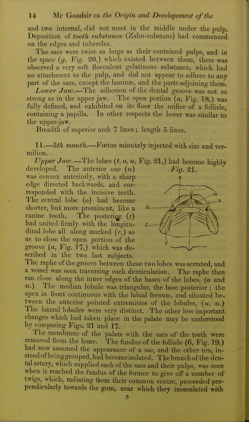and two internal, did not meet in the middle under the pulp. Deposition of tooth substance (Zahn-substanz) had commenced on the cdcfes and tubercles. The sacs were twice as large as their contained pulps, and in the space {g. Fig. 20,) which existed between them, there was observed a very soft flocculent gelatinous substance, which had no attachment to the pulp, and did not appear to adhere to any part of the sacs, except the laminaj, and the parts adjoining them. Lower Jaw.—The adhesion of the dental groove was not so strong as in the upper jaw. The open portion (a. Fig. 18,) was fully defined, and exhibited on its floor the orifice of a follicle, containing a papilla. In other respects the lower was similar to the upper-jaw. Breadth of superior arch 7 lines ; length 5 lines. 11.—5th month.—Foetus minutely injected with size and ver- milion. , Upper Jaw.—The lobes {t, o, u, Fig. 21,) had become highly developed. The anterior one {it) Fig. 21. was convex anteriorly, with a sharp edge directed backwards, and cor- responded with the incisive teeth. The central lobe (o) had become shorter, but more prominent, like a canine tooth. The posteri^ (t) had united firmly with the longitu- dinal lobe all along marked (i-,) so as to close the open portion of the groove {a. Fig. ]7,) which was de- scribed in the two last subjects. The raphe of the groove between these two lobes was serrated, and a vessel was seen traversing each denticulation. The raphe then ran close along the inner edges of the bases of the lobes, (o and u.) The median lobule was triangular, the base posterior ; the apex in front continuous with the labial frenum, and situated be- tween the anterior pointed extremities of the lobides, (m, u.) The lateral lobules were very distinct. The other less important changes which had taken place in the palate may be understood by comparing Figs. 21 and 17. The membrane of the palate with the sacs of the teeth were removed from the bone. The fundus of the follicle (6, Fig. 19,) had now assumed the appearance of a sac, and the other ten, in- stead of beinggrouped, had become isolated. The branch of the den- tal artery, which supplied each of the sacs and their pulps, was seen when It reached the fundus of the former to give olFa number of twigs, which, radiating from their common centre, proceeded per- pendicularly towards the gum, near which they inosculated with 3