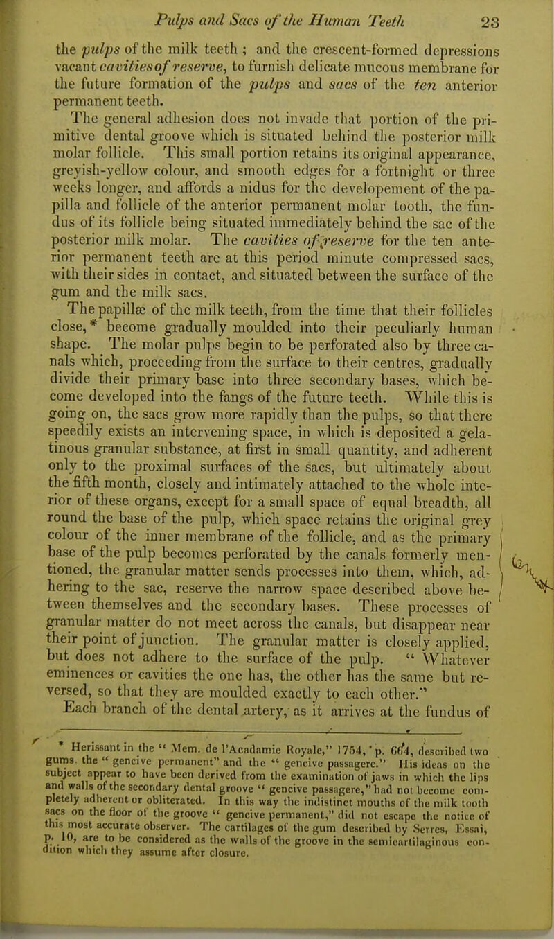 tlie pulps of the milk teeth ; and the crescent-formed depressions vacant cavities of reserve, to furnish delicate mucous membrane for the future formation of the pulps and sacs of the ten anterior permanent teeth. The general adhesion does not invade that portion of the pri- mitive dental groove which is situated behind the posterior milk molar follicle. This small portion retains its original appearance, greyish-yellow colour, and smooth edges for a fortnight or three weeks longer, and affords a nidus for the developemcnt of the pa- pilla and follicle of the anterior permanent molar tooth, the fun- dus of its follicle being situated immediately behind the sac of the posterior milk molar. The cavities of^reserve for the ten ante- rior permanent teeth are at this period minute compressed sacs, ■with their sides in contact, and situated between the surface of the gum and the milk sacs. The papillae of the milk teeth, from the time that their follicles close,* become gradually moulded into their peculiarly human shape. The molar pulps begin to be perforated also by three ca- nals which, proceeding from the surface to their centres, gradually divide their primary base into three secondary bases, which be- come developed into the fangs of the future teeth. While tliis is going on, the sacs grow more rapidly than the pulps, so that there speedily exists an intervening space, in which is deposited a gela- tinous granular substance, at first in small quantity, and adherent only to the proximal surfaces of the sacs, but ultimately about the fifth month, closely and intimately attached to the whole inte- rior of these organs, except for a small space of equal breadth, all round the base of the pulp, which space retains the original grey colour of the inner membrane of the follicle, and as the primary base of the pulp becomes perforated by the canals formerly men- tioned, the granular matter sends processes into them, which, ad- hering to the sac, reserve the narrow space described above be- | tween themselves and the secondary bases. These processes of granular matter do not meet across the canals, but disappear near their point of junction. The granular matter is closely applied, but does not adhere to the surface of the pulp.  Whatever eminences or cavities the one has, the other has the same but re- versed, so that they are moulded exactly to each other. Each branch of the dental artery, as it arrives at the fundus of Herissantin the  Mem. de rAcadamie Roynle, ITM,'p. fifAl, desciibed two gums, the  gencive permanent and the  gencive passagerc. His ideas on the subject appear to have been derived from the examination of jaws in which the lips and walls of the secondary dental groove  gencive passagere, had not become com- pletely adherent or obliterated. In this way the indistinct mouths of the milk tooth sacs on the floor of the groove  gencive permanent, did not escape the notice of this most accurate observer. The cartilages of the gum described by Serres, Essni, p. 10, are to be considered as the walls of the groove in the seniieartilaginous con- dition which they assume after closure.