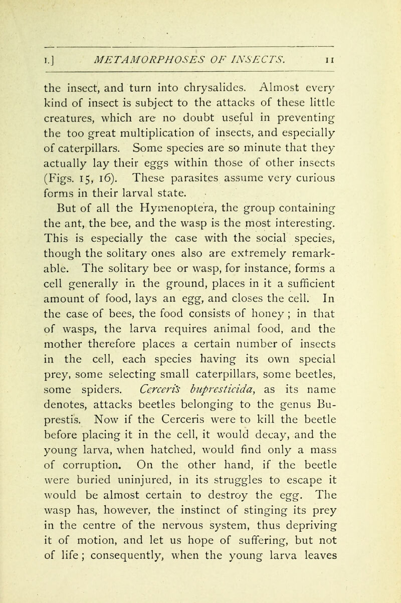 the insect, and turn into chrysalides. Ahiiost every kind of insect is subject to the attacks of these Httle creatures, which are no doubt useful in preventing the too great multiplication of insects, and especially of caterpillars. Some species are so minute that they actually lay their eggs within those of other insects (Figs. 15, 16). These parasites assume very curious forms in their larval state. But of all the Hymenoptera, the group containing the ant, the bee, and the wasp is the most interesting. This is especially the case with the social species, though the solitary ones also are extremely remark- able. The solitary bee or wasp, for instance, forms a cell generally in the ground, places in it a sufficient amount of food, lays an egg, and closes the ceil. In the case of bees, the food consists of honey ; in that of wasps, the larva requires animal food, and the mother therefore places a certain number of insects in the cell, each species having its own special prey, some selecting small caterpillars, some beetles, some spiders. Cerceri's biipresticida, as its name denotes, attacks beetles belonging to the genus Bu- prestis. Now if the Cerceris were to kill the beetle before placing it in the cell, it would decay, and the young larva, when hatched, would find only a mass of corruption. On the other hand, if the beetle were buried uninjured, in its struggles to escape it would be almost certain to destroy the egg. The wasp has, however, the instinct of stinging its prey in the centre of the nervous system, thus depriving it of motion, and let us hope of suffering, but not of life; consequently, when the young larva leaves