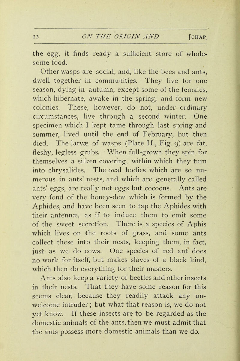 the egg, it finds ready a sufficient store of whole- some food. Other wasps are social, and, like the bees and ants, dwell together in communities. They live for one season, dying in autumn, except some of the females, which hibernate, awake in the spring, and form new colonies. These, however, do not, under ordinary circumstances, live through a second winter. One specimen which I kept tame through last spring and summer, lived until the end of February, but then died. The larvae of wasps (Plate II., Fig. 9) are fat, fleshy, legless grubs. When full-grown they spin for themselves a silken covering, within which they turn into chrysalides. The oval bodies which are so nu- merous in ants' nests, and which are generally called ants' eggs, are really not eggs but cocoons. Ants are very fond of the honey-dew which is formed by the Aphides, and have been seen to tap the Aphides with their ante'nnae, as if to induce them to emit some of the sweet secretion. There is a species of Aphis which lives on the roots of grass, and some ants collect these into their nests, keeping them, in fact, just as we do cows. One species of red ant' does no work for itself, but makes slaves of a black kind, which then do everything for their masters. Ants also keep a variety of beetles and other insects in their nests. That they have some reason for this seems clear, because they readily attack any un- welcome intruder; but what that reason is, we do not yet know. If these insects are to be regarded as the domestic animals of the ants, then we must admit that the ants possess more domestic animals than we do.