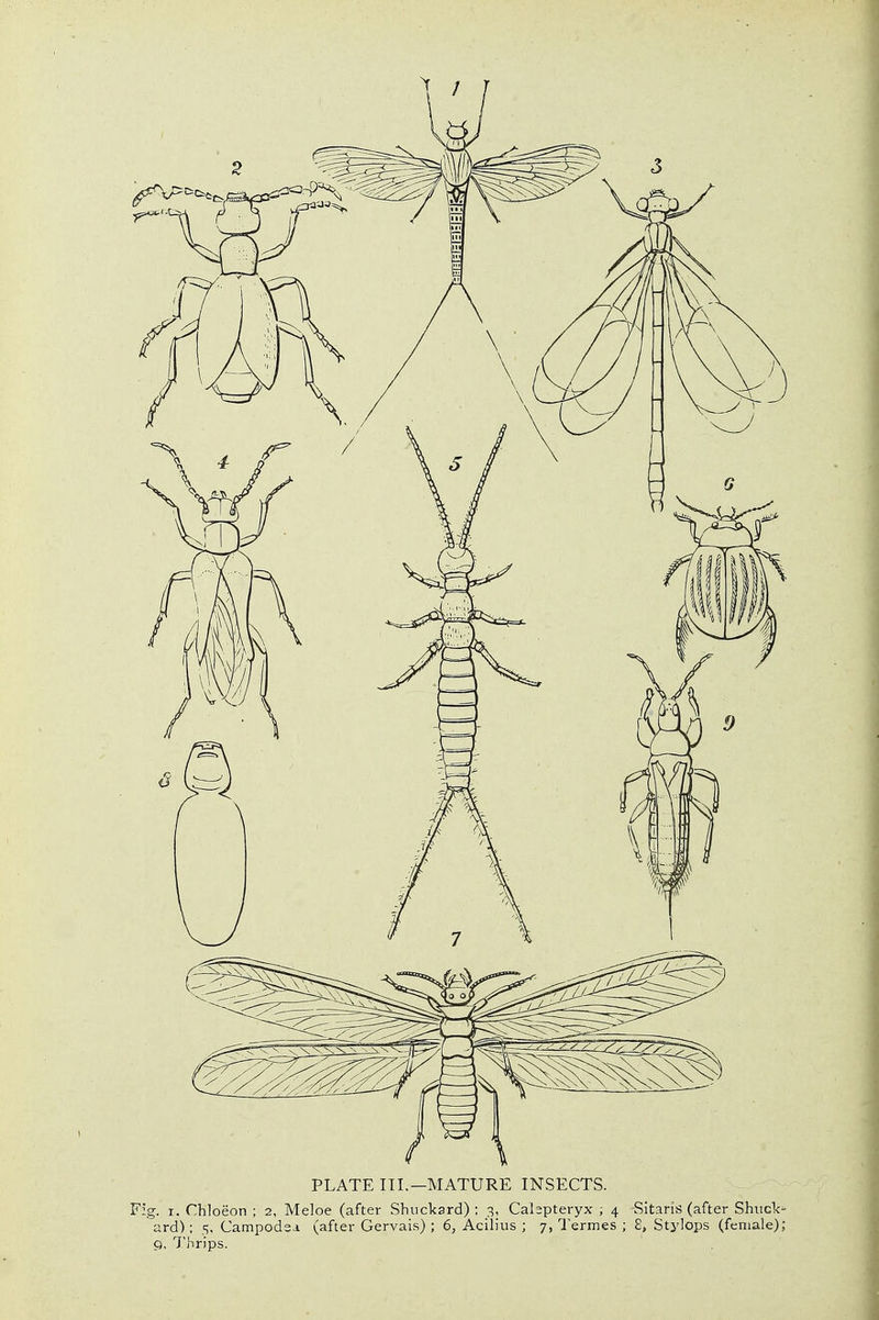 PLATE III.—MATURE INSECTS, g. I. Chloeon ; 2, Meloe (after Shuckard) ; 3, Cabpteryx ; 4 Sitaris (after Shuck- ard); 5, Campodsa (after Gervais) ; 6, Acilius ; 7, Termes ; 8, Stylops (female); g, Thrips.