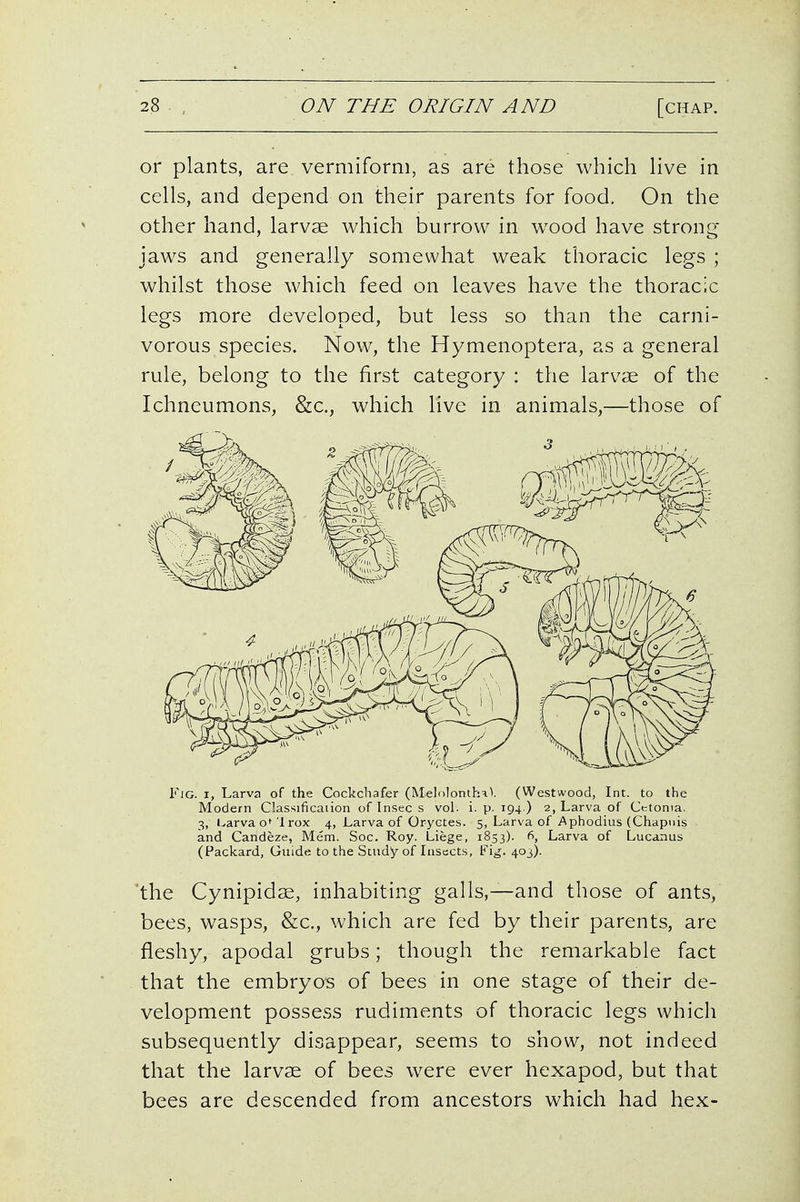 or plants, are vermiform, as are those which Hve in cells, and depend on their parents for food. On the other hand, larvae which burrow in w^ood have strong jaws and generally somewhat weak thoracic legs ; whilst those which feed on leaves have the thoracic legs more developed, but less so than the carni- vorous species. Now, the Hymenoptera, as a general rule, belong to the first category : the larvae of the Ichneumons, &c., which live in animals,—those of Fig. I, Larva of the Cockchafer (IMelolonthaV (Westwood, Int. to the Modern Classificaiion of Insec s vol. i. p. 194 ) 2, Larva of Cctonia, 3, Larva o^ Irox 4, Larva of Oryctes. 5, Larva of Aphodius (Chapnis and Candeze, Mem. Soc. Roy. Liege, 1853). 6, Larva of Lucanus (Packard, Guide to the Study of Lisccts, Fig. 403). 'the Cynipidae, inhabiting galls,—and those of ants, bees, wasps, &c,, which are fed by their parents, are fleshy, apodal grubs; though the remarkable fact that the embryos of bees in one stage of their de- velopment possess rudiments of thoracic legs which subsequently disappear, seems to show, not indeed that the larvae of bees were ever hexapod, but that bees are descended from ancestors which had hex-