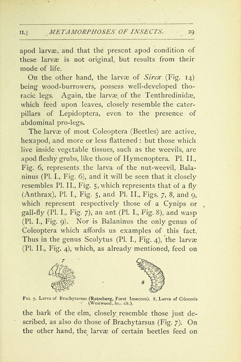 apod larvae, and that the present apod condition of these larvae is not original, but results from their mode of life. On the other hand, the larvae of Sircx (Fig. 14) being wood-burrowers, possess well-developed tho- racic legs. Again, the larvae, of the Tenthredinidae, which feed upon leaves, closely resemble the cater- pillars of Lepidoptera, even, to the presence of abdominal pro-legs. The larvae of most Coleoptera (Beetles) are active, hexapod, and more or less flattened : but those which live inside vegetable tissues, such as the weevils, are apod fleshy grubs, like those of Hymenoptera. PI. II., Fig. 6, represents the larva of the nut-weevil, Bala- ninus (PI. I., P'ig. 6), and it will be seen that it closely resembles PI. II., Fig. 5, which represents that of a fly (Anthrax), PI. I., Fig. 5, and PI. II., Figs, 7, 8, and 9, which represent respectively those of a Cynips or gall-fly (PI. I., Fig. ;), an ant (PI. I., Fig. 8), and wasp (PL I., Fig. 9). Nor is Balaninus the only genus of Coleoptera which afibrds us examples of this fact, Thus in the genus Scolytus (PI. I., Fig. 4), the larvae (PI. II., Fig. 4), which, as already mentioned, feed on .. 7 ■ Fig. 7, Larva of Brachytarsus (Ratzeburg, Forst Insecten). 8, Larva of Crioceris ' (Westwood, loj. cit.). the bark of the elm, closely resemble those just de- scribed, as also do those of Brachytarsus (Fig. 7). On the other hand, the larvae of certain beetles feed on