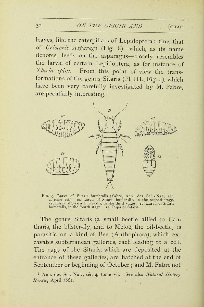leaves, like the caterpillars of Lepidoptera; thus that of Crioceris Asparagi (Fig. 8)—which, as its name denotes, feeds on the asparagus—closely resembles the larvae of certain Lepidoptera, as for instance of Thecla spini. From this point of view the trans- formations of the genus Sitaris (?J. III., Fig. 4), which have been very carefully investigated by M. Fabre, are peculiarly interesting.^ Fig. 9, Larva of Sitaris Rum'eralis (Kabre, Ann. des Sci. • Nat., ser. 4, tome vii.). lo, Larva of Sitaris iiumerili<, in the sepond .-tage. J I, Larva of Sitaris humeralis, in the third stage. 12, Larva of Sitaris humeralis, in the fourth stage. 13, Pupa of Sitaris. The genus Sitaris (a small beetle allied to Can- tharis, the blister-fly, and to Meloe, the oil-beetle) is parasitic on a kind of Bee (Anthophora), which ex- cavates subterranean galleries, each leading to a cell. The eggs of the Sitaris, which are deposited at the entrance of these galleries, are hatched at the end of September or beginning of October ; and M. Fabre not ^ Ann. des Sci. Nat., ser. 4, tome vii. See also Natural History Rroiezv, April 1862.