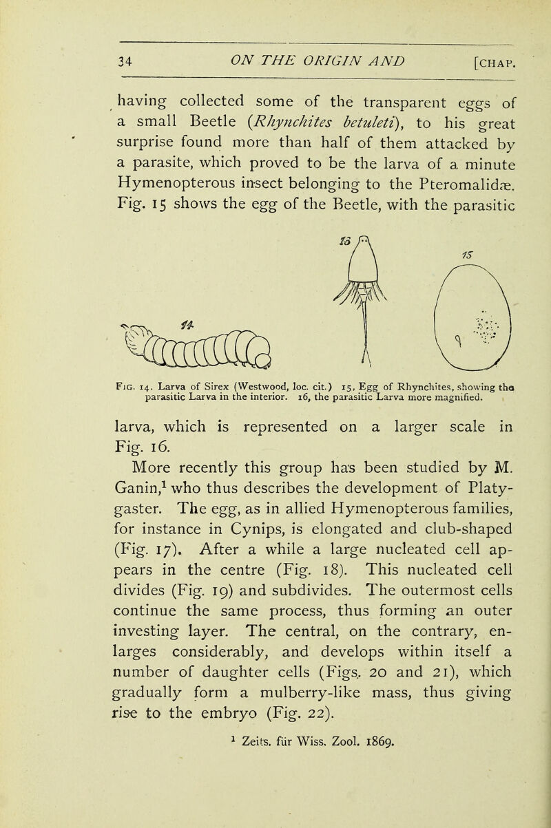 having collected some of the transparent eggs of a small Beetle {Rhynchites betuleti), to his great surprise found more than half of them attacked by a parasite, which proved to be the larva of a minute Hymenopterous insect belonging to the Pteromalid<Te. Fig. 15 shows the egg of the Beetle, with the parasitic Fjg. 14. Larva of Sirex (Westwood, loc. cit.) 15, Egg of Rhynchites, showing tha parasitic Larva in the interior. 16, the parasitic Larva more magnified. larva, which is represented on a larger scale in Fig. 16. More recently this group has been studied by M. Ganin,^ who thus describes the development of Platy- gaster. The egg, as in allied Hymenopterous families, for instance in Cynips, is elongated and club-shaped (Fig. 17). After a while a large nucleated cell ap- pears in the centre (Fig. i8). This nucleated cell divides (Fig. 19) and subdivides. The outermost cells continue the same process, thus forming an outer investing layer. The central, on the contrary, en- larges considerably, and develops within itself a number of daughter cells (Figs.. 20 and 21), which gradually form a mulberry-like mass, thus giving rise to the embryo (Fig. 22). 1 Zeits. fur Wiss. Zool. 1869.
