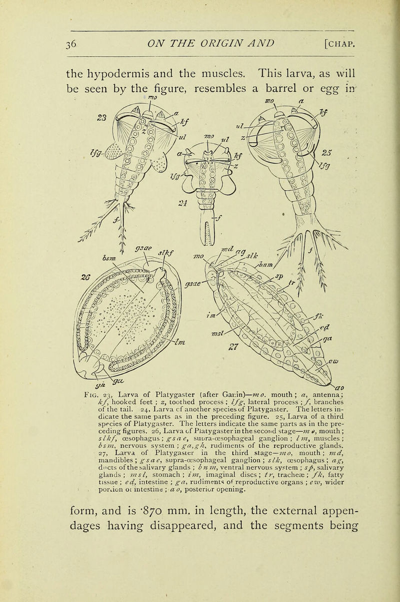 the hypodermis and the muscles. This larva, as will be seen by the figure, resembles a barrel or egg- in 9 a Fig. 23, Larva of Platygaster (after Gar.jn)—mo. mouth; a, antenna; kf, hooked feet ; z, toothed process; l/g, lateral process ;/, branches of the tail. 24, Larva cf another species of Platygaster. The letters in- dicate the same parts as in the preceding figure. 25, Larva of a third species of Platygaster. The letters indicate the same parts as in the pre- ceding figures. 26, Larva of Platygaster in the second stage—m e, mouth ; slkf, oesophagus ; ^^rz ^, supra-oesophageal ganglion; I m, muscles; bs7)i, nervous system ; rudiments of the reproductive glands. 27, Larva of Platygaster in the third stage—wi?, mouth; md, mandibles ; ^5-a supra-oesophageal ganglion; slk, oesophagus; ag, dncts of the salivary glands ; bnui, ventral nervous system ; sp, salivary glands; msl, stomach; im, imaginal discs; tr, tracheae; fk, fatty tissue; ed, intestine ; ga, rudiments of reproductive organs ; ew, vi'ider portion 01 intestine ; a o, posterior opening. form, and is 870 mm. in length, the external appen- dages having disappeared, and the segments being