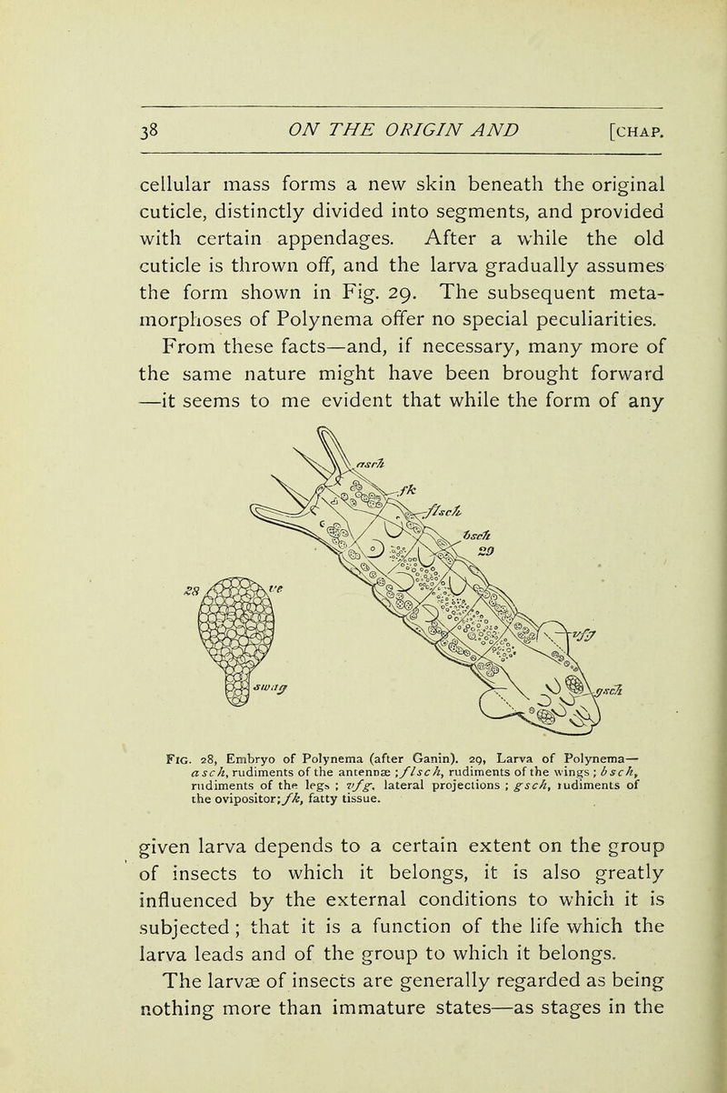 cellular mass forms a new skin beneath the original cuticle, distinctly divided into segments, and provided with certain appendages. After a while the old cuticle is thrown off, and the larva gradually assumes the form shown in Fig. 29. The subsequent meta- morphoses of Polynema offer no special peculiarities. From these facts—and, if necessary, many more of the same nature might have been brought forward —it seems to me evident that while the form of any Fig. 28, Embryo of Polynema (after Ganin). 29, Larva of Polynema— asch, rudiments of the antennae -.flsch, rudiments of the wings ; bsck, rudiments of the legs ; lateral projections ; gsch, ludiments of the ovipositor;y]4;, fatty tissue. given larva depends to a certain extent on the group of insects to which it belongs, it is also greatly influenced by the external conditions to which it is subjected ; that it is a function of the life which the larva leads and of the group to which it belongs. The larvae of insects are generally regarded as being nothing more than immature states—as stages in the