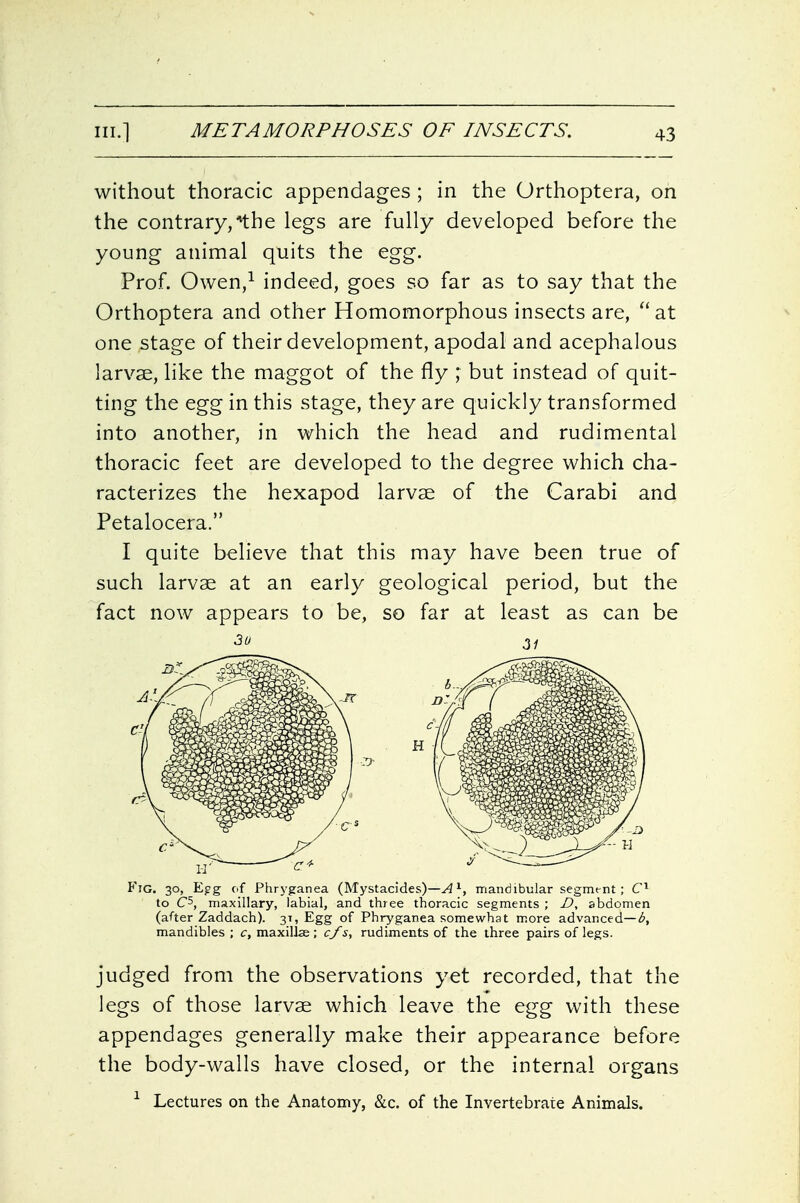 without thoracic appendages; in the Orthoptera, on the contrary/the legs are fully developed before the young animal quits the egg. Prof. Owen/ indeed, goes so far as to say that the Orthoptera and other Homomorphous insects are, ''at one stage of their development, apodal and acephalous larvae, like the maggot of the fly ; but instead of quit- ting the egg in this stage, they are quickly transformed into another, in which the head and rudimental thoracic feet are developed to the degree which cha- racterizes the hexapod larvae of the Carabi and Petalocera. I quite believe that this may have been true of such larvae at an early geological period, but the fact now appears to be, so far at least as can be Fig. 30, Egg of Phryganea (Mystacides)—^ 1, mandibular segmt-nt ; to C5, maxillary, labial, and three thoracic segments ; D, abdomen (after Zaddach). 31, Egg of Phryganea somewhat m.ore advanced—^, mandibles ; c, maxillae; c/s, rudiments of the three pairs of legs. judged from the observations yet recorded, that the legs of those larvae which leave the egg with these appendages generally make their appearance before the body-walls have closed, or the internal organs ^ Lectures on the Anatomy, &c. of the Invertebrate Animals.