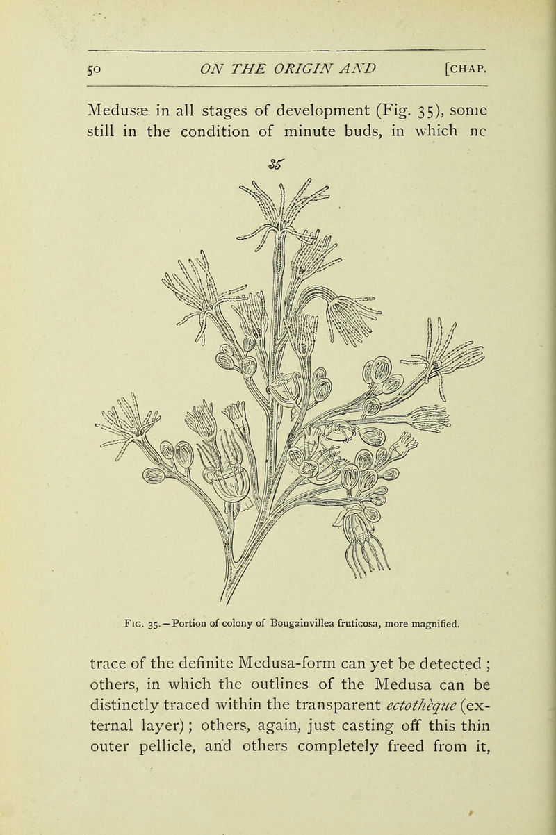Medusae in all stages of development (Fig. 35), some still in the condition of minute buds, in which nc 3S' Fig. 35. —Portion of colony of Bougainvillea frutlcosa, more magnified. trace of the definite Medusa-form can yet be detected ; others, in which the outlines of the Medusa can be distinctly traced within the transparent ectotheque (ex- ternal layer); others, again, just casting off this thin outer pellicle, and others completely freed from it,