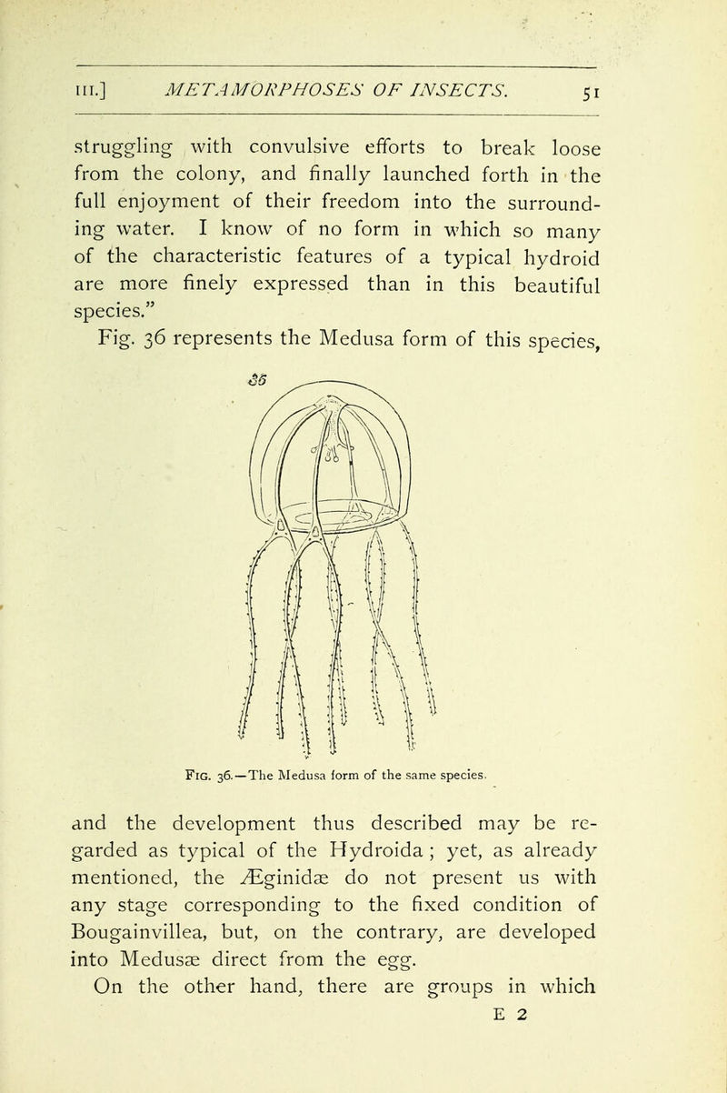 struggling with convulsive efforts to break loose from the colony, and finally launched forth in the full enjoyment of their freedom into the surround- ing water. I know of no form in which so many of the characteristic features of a typical hydroid are more finely expressed than in this beautiful species. Fig. 36 represents the Medusa form of this species, Fig. 36.—The Medusa form of the same species. and the development thus described may be re- garded as typical of the Hydroida ; yet, as already mentioned, the ^ginidas do not present us with any stage corresponding to the fixed condition of Bougainvillea, but, on the contrary, are developed into Medusae direct from the egg. On the other hand, there are groups in which