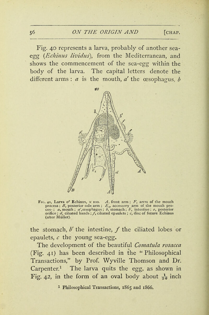 Fig. 40 represents a larva, probably of another sea- egg {Echinus lividtis), from the Mediterranean, and shows the commencement of the sea-egg within the body of the larva. The capital letters denote the different arms : a is the mouth, a the oesophagus, b 40 Fig. 40, Larra o* Echinus, x loo. A, front arm ; F, arms of the mouth process ; B, posterior side arm ; E.^, accessory arm of the mouth pro- ces-; mouth ; «',oesophagus ; b, stomach; b', intestine ; o, posterior orifice ; d, cihated bands cihated epaulets ; c, disc of future Echinus (after Muller). the stomach, b' the intestine, / the ciliated lobes or epaulets, c the young sea-egg. The development of the beautiful Comatula rosacea (Fig. 41) has been described in the  Philosophical Transactions, by Prof. Wyville Thomson and Dr. Carpenter.' The larva quits the egg, as shown in Fig. 42, in the form of an oval body about i^ich ' Philosophical Transactions, 1865 and 1866.