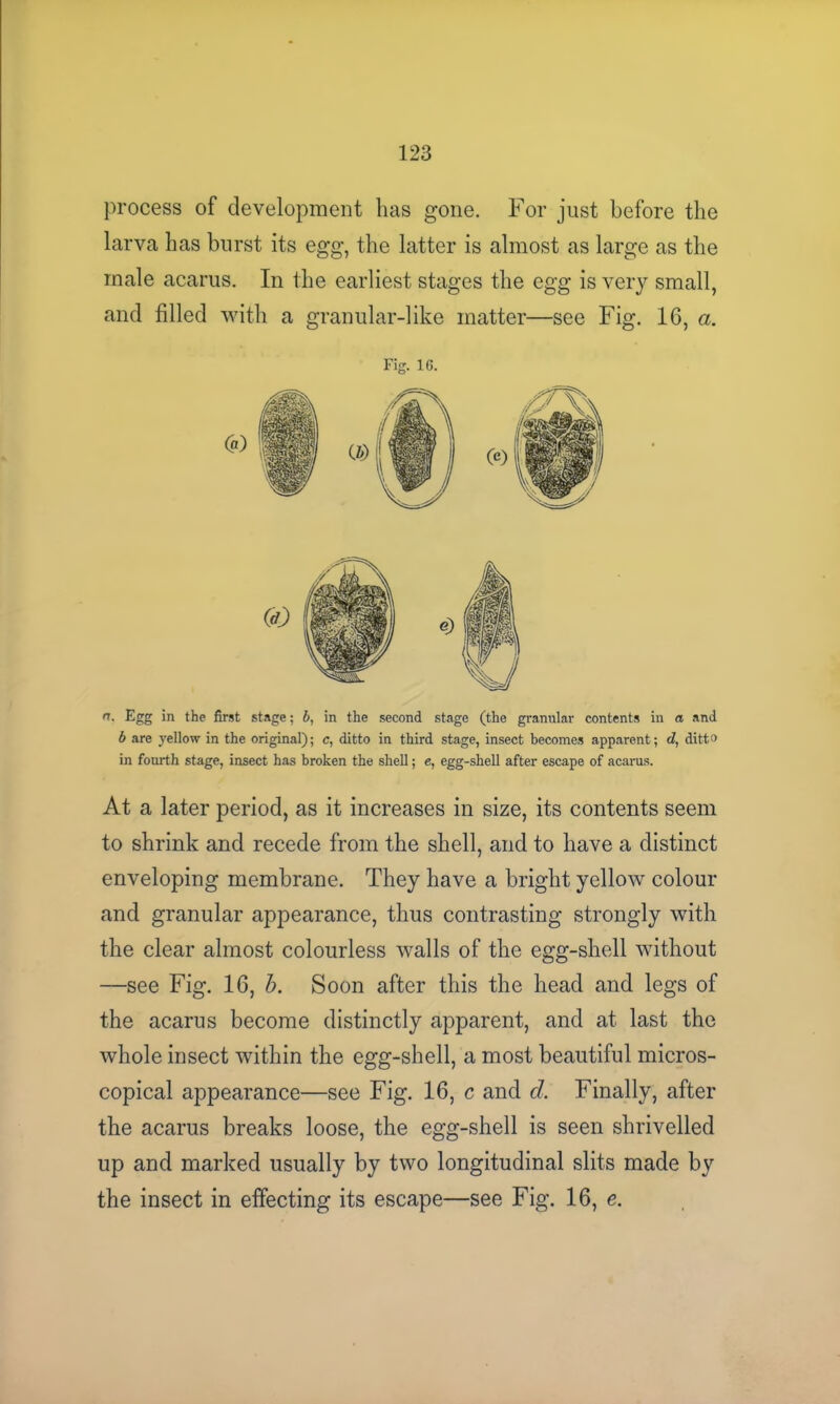 process of development has gone. For just before the larva has burst its egg, the latter is almost as large as the male acarus. In the earliest stages the egg is very small, and filled with a granular-like matter—see Fig. 1G, a. Fig. 16. n. Egg in the first stage; b, in the second stage (the granular contents in a and b are yellow in the original); c, ditto in third stage, insect becomes apparent; d, ditto in fourth stage, insect has broken the shell; e, egg-shell after escape of acarus. At a later period, as it increases in size, its contents seem to shrink and recede from the shell, and to have a distinct enveloping membrane. They have a bright yellow colour and granular appearance, thus contrasting strongly with the clear almost colourless walls of the egg-shell without —see Fig. 16, b. Soon after this the head and legs of the acarus become distinctly apparent, and at last the whole insect within the egg-shell, a most beautiful micros- copical appearance—see Fig. 16, c and cl Finally, after the acarus breaks loose, the egg-shell is seen shrivelled up and marked usually by two longitudinal slits made by the insect in effecting its escape—see Fig. 16, e.