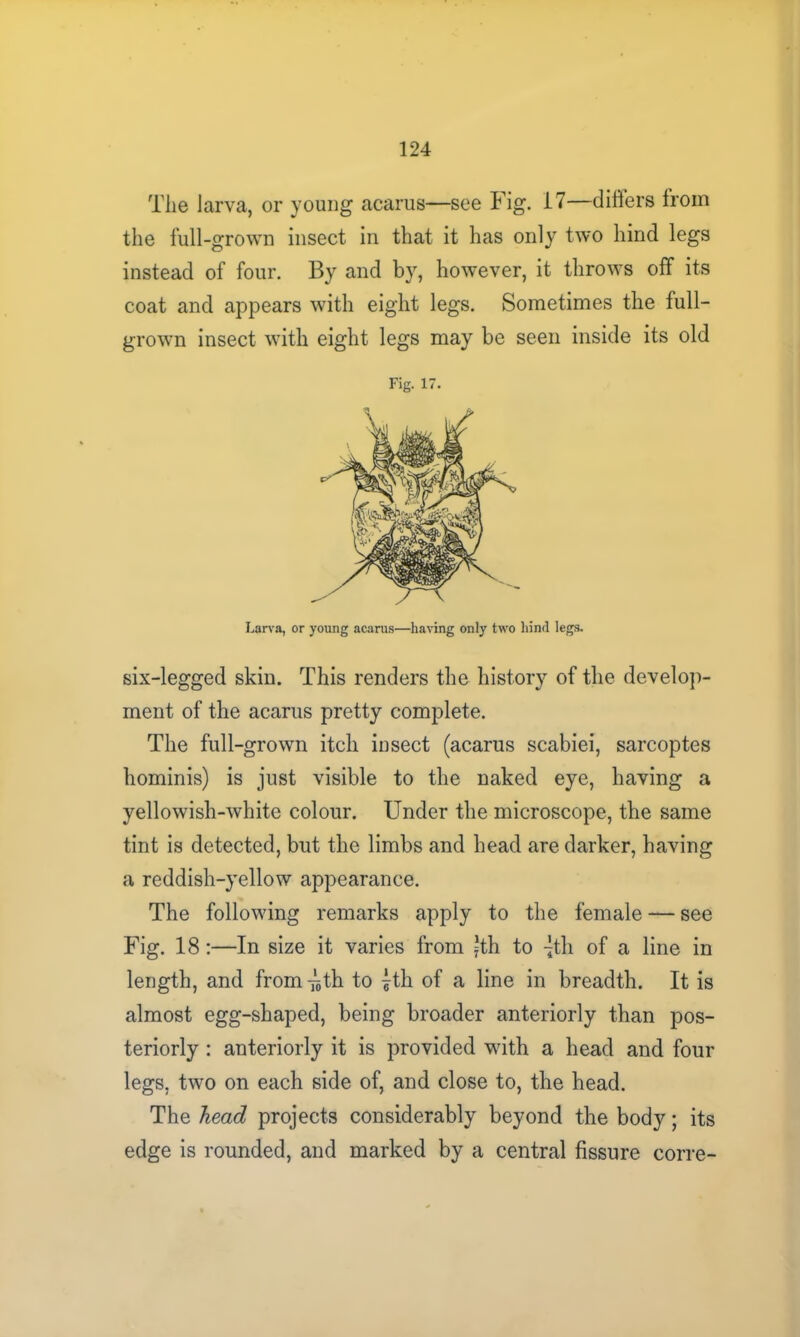 The larva, or young acarus—see Fig. 17—differs from the full-grown insect in that it has only two hind legs instead of four. By and by, however, it throws off its coat and appears with eight legs. Sometimes the full- grown insect with eight legs may be seen inside its old six-legged skin. This renders the history of the develop- ment of the acarus pretty complete. The full-grown itch insect (acarus scabiei, sarcoptes hominis) is just visible to the naked eye, having a yellowish-white colour. Under the microscope, the same tint is detected, but the limbs and head are darker, having a reddish-yellow appearance. The following remarks apply to the female — see Fig. 18:—In size it varies from }th to -Jth of a line in length, and from -Jth to {th of a line in breadth. It is almost egg-shaped, being broader anteriorly than pos- teriorly : anteriorly it is provided with a head and four legs, two on each side of, and close to, the head. The head projects considerably beyond the body; its edge is rounded, and marked by a central fissure corre- Fig. 17. Larva, or young acarus—having only two hind legs.