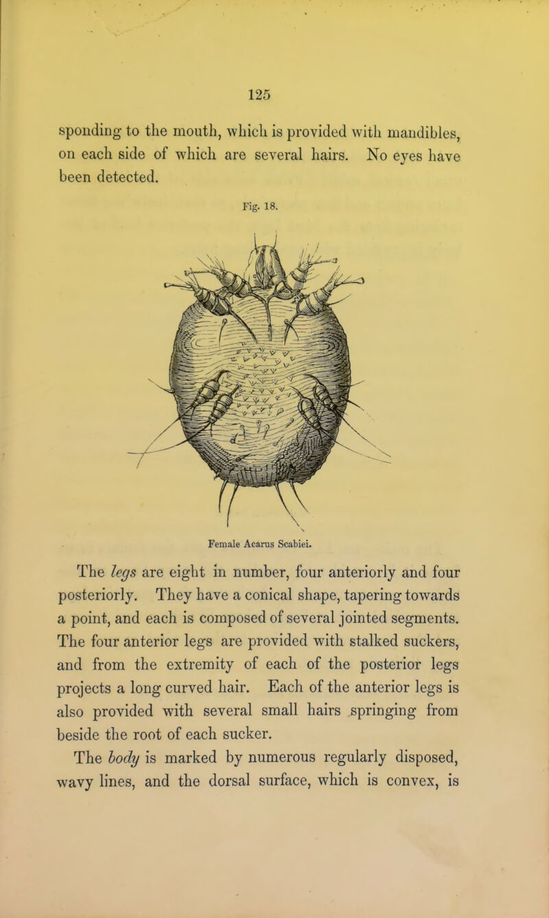 sponding to the mouth, which is provided with mandibles, on each side of which are several hairs. No eyes have been detected. Fig. 18. Female Acarus Scabiei. The legs are eight in number, four anteriorly and four posteriorly. They have a conical shape, tapering towards a point, and each is composed of several jointed segments. The four anterior legs are provided with stalked suckers, and from the extremity of each of the posterior legs projects a long curved hair. Each of the anterior legs is also provided with several small hairs springing from beside the root of each sucker. The body is marked by numerous regularly disposed, wavy lines, and the dorsal surface, which is convex, is