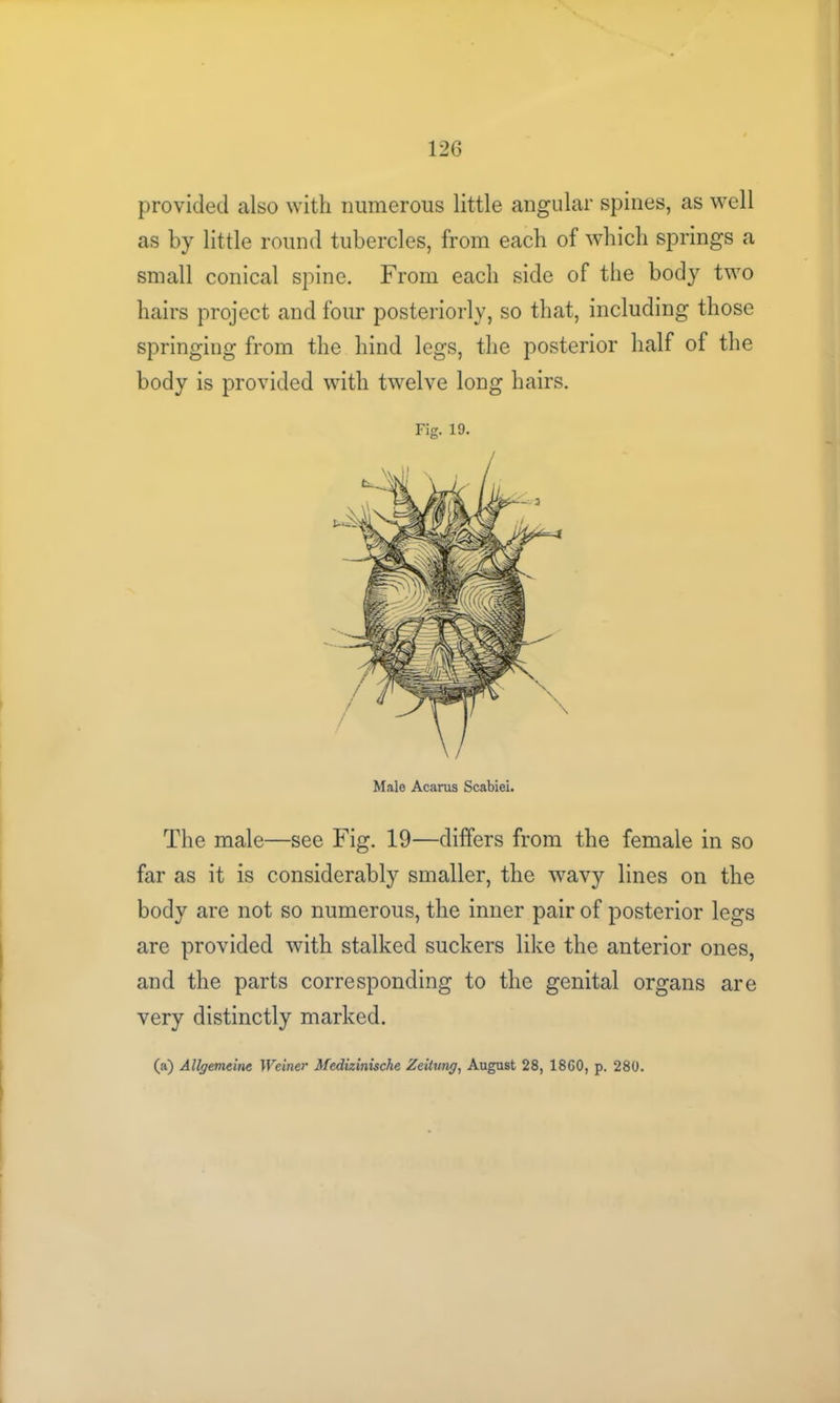 provided also with numerous little angular spines, as well as by little round tubercles, from each of which springs a small conical spine. From each side of the body two hairs project and four posteriorly, so that, including those springing from the hind legs, the posterior half of the body is provided with twelve long hairs. Fig. 19. \ / Male Acarus Scabiei. The male—see Fig. 19—differs from the female in so far as it is considerably smaller, the wavy lines on the body are not so numerous, the inner pair of posterior legs are provided with stalked suckers like the anterior ones, and the parts corresponding to the genital organs are very distinctly marked. (a) Allgemcine Weiner Medizinische Zeitung, August 28, 1860, p. 280.