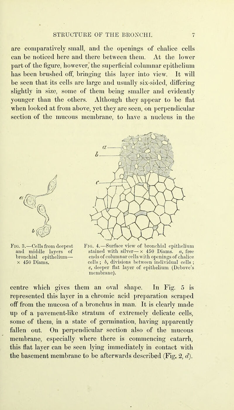 are comparatively small, and the openings of chalice cells can be noticed here and there between them. At the lower part of the figure, however, the superficial columnar epithelium has been brushed off, bringing this layer into view. It will be seen that its cells are large and usually six-sided, differing slightly in size, some of them being smaller and evidently younger than the others. Although they appear to be flat when looked at from above, yet they are seen, on perpendicular section of the mucous membrane, to have a nucleus in the ci Fig. 3.—Cells from deepest and middle layers of bronchial epithelium— x 450 Diams. Fig. 4.—Surface view of bronchial epithelium stained with silver— x 450 Diams. a, free ends of columnar cells with openings of chalice cells ; b, divisions between individual cells ; c, deeper flat layer of epithelium (Debove’s membrane). centre which gives them an oval shape. In Fig. 5 is represented this layer in a chromic acid preparation scraped off from the mucosa of a bronchus in man. It is clearly made up of a pavement-like stratum of extremely delicate cells, some of them, in a state of germination, having apparently fallen out. On perpendicular section also of the mucous membrane, especially where there is commencing catarrh, this flat layer can be seen lying immediately in contact with the basement membrane to be afterwards described (Fig. 2, d).