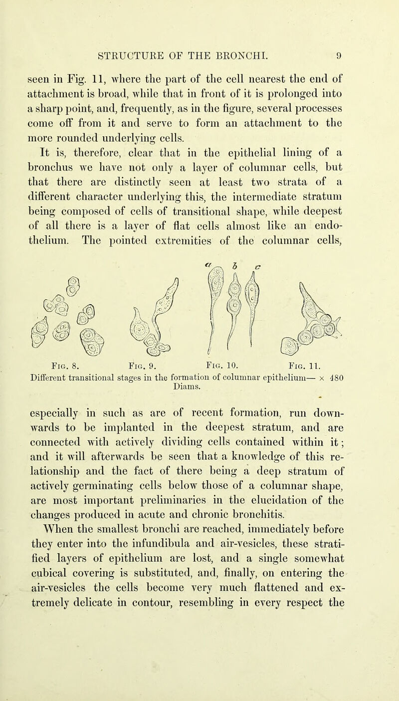 seen in Fig. 11, where the part of the cell nearest the end of attachment is broad, while that in front of it is prolonged into a sharp point, and, frequently, as in the figure, several processes come off from it and serve to form an attachment to the more rounded underlying cells. It is, therefore, clear that in the epithelial lining of a bronchus we have not only a layer of columnar cells, but that there are distinctly seen at least two strata of a different character underlying this, the intermediate stratum being composed of cells of transitional shape, while deepest of all there is a layer of flat cells almost like an endo- thelium. The pointed extremities of the columnar cells, Fig. 8. Fig. 9. Fig. 10. Fig. 11. Different transitional stages in tlie formation of columnar epithelium— x 480 Diams. especially in such as are of recent formation, run down- wards to be implanted in the deepest stratum, and are connected with actively dividing cells contained within it; and it will afterwards be seen that a knowledge of this re- lationship and the fact of there being a deep stratum of actively germinating cells below those of a columnar shape, are most important preliminaries in the elucidation of the changes produced in acute and chronic bronchitis. When the smallest bronchi are reached, immediately before they enter into the infundibula and air-vesicles, these strati- fied layers of epithelium are lost, and a single somewhat cubical covering is substituted, and, finally, on entering the air-vesicles the cells become very much flattened and ex- tremely delicate in contour, resembling in every respect the