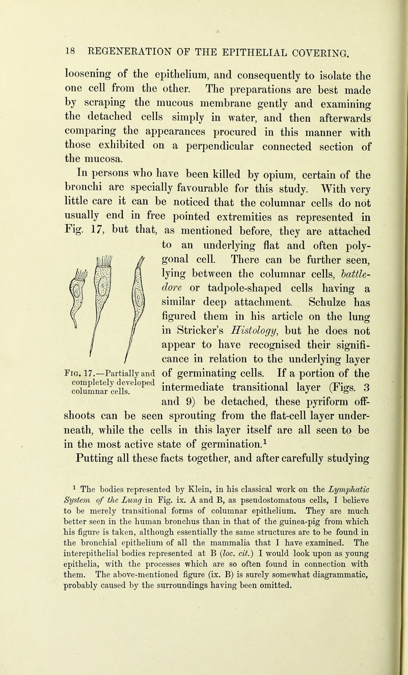 loosening of the epithelium, and consequently to isolate the one cell from the other. The preparations are best made by scraping the mucous membrane gently and examining the detached cells simply in water, and then afterwards comparing the appearances procured in this manner with those exhibited on a perpendicular connected section of the mucosa. In persons who have been killed by opium, certain of the bronchi are specially favourable for this study. With very little care it can be noticed that the columnar cells do not usually end in free pointed extremities as represented in Fig. 17, but that, as mentioned before, they are attached to an underlying flat and often poly- gonal cell. There can be further seen, lying between the columnar cells, battle- dore or tadpole-shaped cells having a similar deep attachment. Schulze has figured them in his article on the lung in Strieker’s Histology, but he does not appear to have recognised their signifi- cance in relation to the underlying layer Fig. 17.—Partially and of germinating cells. If a portion of the cXmnaf ceiR.el°1Xd intermediate transitional layer (Figs. 3 and 9) be detached, these pyriform off- shoots can be seen sprouting from the flat-cell layer under- neath, while the cells in this layer itself are all seen to be in the most active state of germination.1 Putting all these facts together, and after carefully studying 1 The bodies represented by Klein, in bis classical work on the Lymphatic System of the Lung in Fig. ix. A and B, as pseudostomatous cells, I believe to be merely transitional forms of columnar epithelium. They are much better seen in the human bronchus than in that of the guinea-pig from which his figure is taken, although essentially the same structures are to he found in the bronchial epithelium of all the mammalia that I have examined. The interepithelial bodies represented at B (loc. cit.) I would look upon as young epithelia, with the processes which are so often found in connection with them. The above-mentioned figure (ix. B) is surely somewhat diagrammatic, probably caused by the surroundings having been omitted.