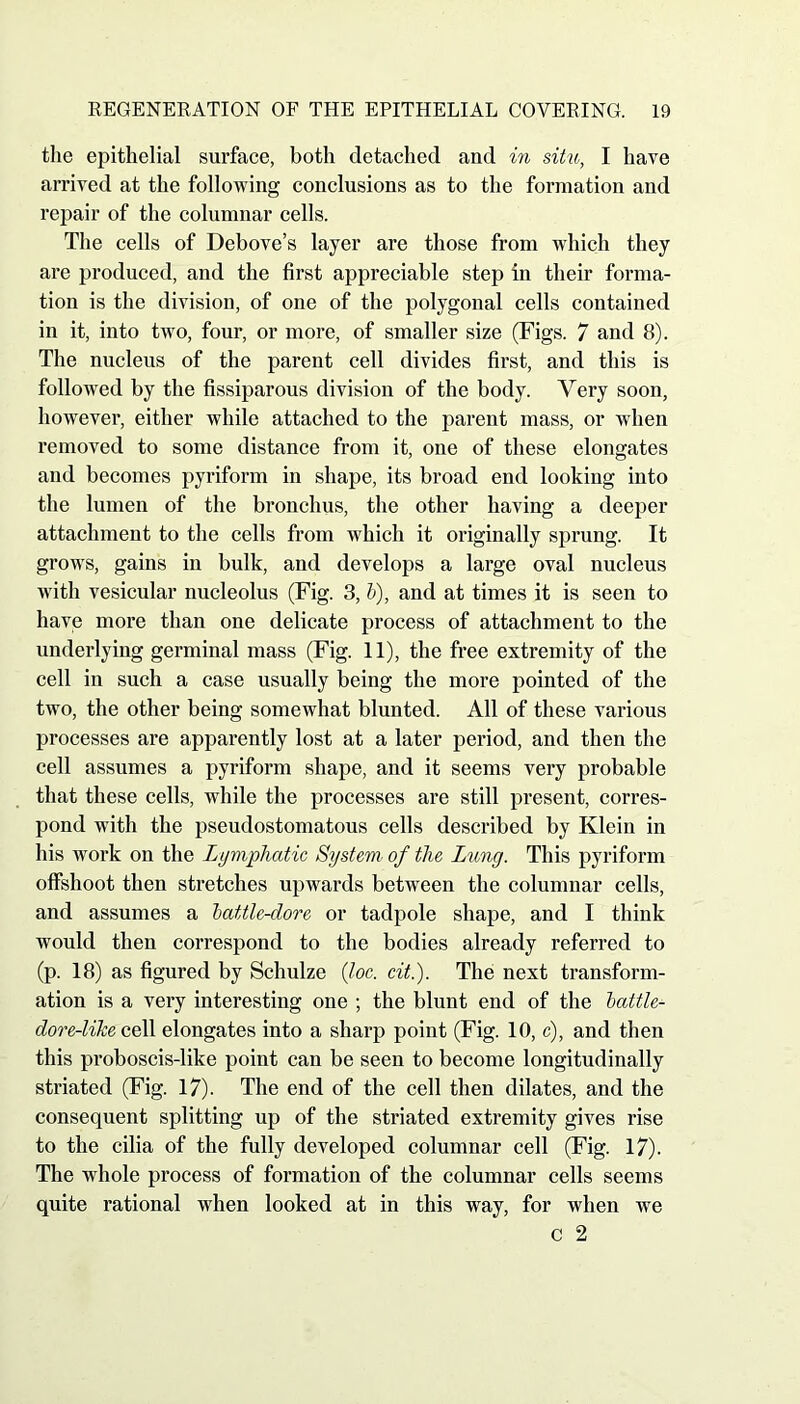 the epithelial surface, both detached and in situ, I have arrived at the following conclusions as to the formation and repair of the columnar cells. The cells of Debove’s layer are those from which they are produced, and the first appreciable step in their forma- tion is the division, of one of the polygonal cells contained in it, into two, four, or more, of smaller size (Figs. 7 and 8). The nucleus of the parent cell divides first, and this is followed by the fissiparous division of the body. Very soon, however, either while attached to the parent mass, or when removed to some distance from it, one of these elongates and becomes pyriform in shape, its broad end looking into the lumen of the bronchus, the other having a deeper attachment to the cells from which it originally sprung. It grows, gains in bulk, and develops a large oval nucleus with vesicular nucleolus (Fig. 3, b), and at times it is seen to have more than one delicate process of attachment to the underlying germinal mass (Fig. 11), the free extremity of the cell in such a case usually being the more pointed of the two, the other being somewhat blunted. All of these various processes are apparently lost at a later period, and then the cell assumes a pyriform shape, and it seems very probable that these cells, while the processes are still present, corres- pond with the pseudostomatous cells described by Klein in his work on the Lymphatic System' of the Lung. This pyriform offshoot then stretches upwards between the columnar cells, and assumes a battle-dore or tadpole shape, and I think would then correspond to the bodies already referred to (p. 18) as figured by Schulze (loc. cit.). The next transform- ation is a very interesting one ; the blunt end of the battle- dore-like cell elongates into a sharp point (Fig. 10, c), and then this proboscis-like point can be seen to become longitudinally striated (Fig. 17). The end of the cell then dilates, and the consequent splitting up of the striated extremity gives rise to the cilia of the fully developed columnar cell (Fig. 17). The whole process of formation of the columnar cells seems quite rational when looked at in this way, for when we c 2