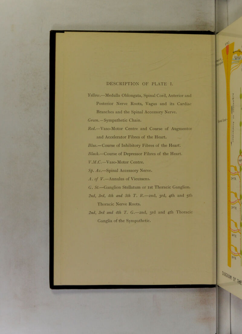 Yellow.—Medulla Oblongata, Spinal Cord, Anterior and Posterior Nerve Roots, Vagus and its Cardiac Branches and the Spinal Accessor}^ Nerve. —Sympathetic Chain. Red.—Vaso-Motor Centre and Course of Augmentor and Accelerator Fibres of the Heart. Blue.— Course of Inhibitory Fibres of the Heart. Black.—Course of Depressor Fibres of the Heart. V.M.C.—Vaso-Motor Centre. Sp. Ac.—Spinal Accessory Nerve. .1. of V.—.Annulus of Vieussens. G. St.—Ganglion Stellatum or ist Thoracic Ganglion. 2>ui, 3rd, 4th and 5th T. R.—2nd, 3rd, 4th and 5th Thoracic Nerve Roots. 2nd, 3rd and 4th T. G.—2nd, 3rd and 4th Thoracic Ganglia of the Sympathetic.