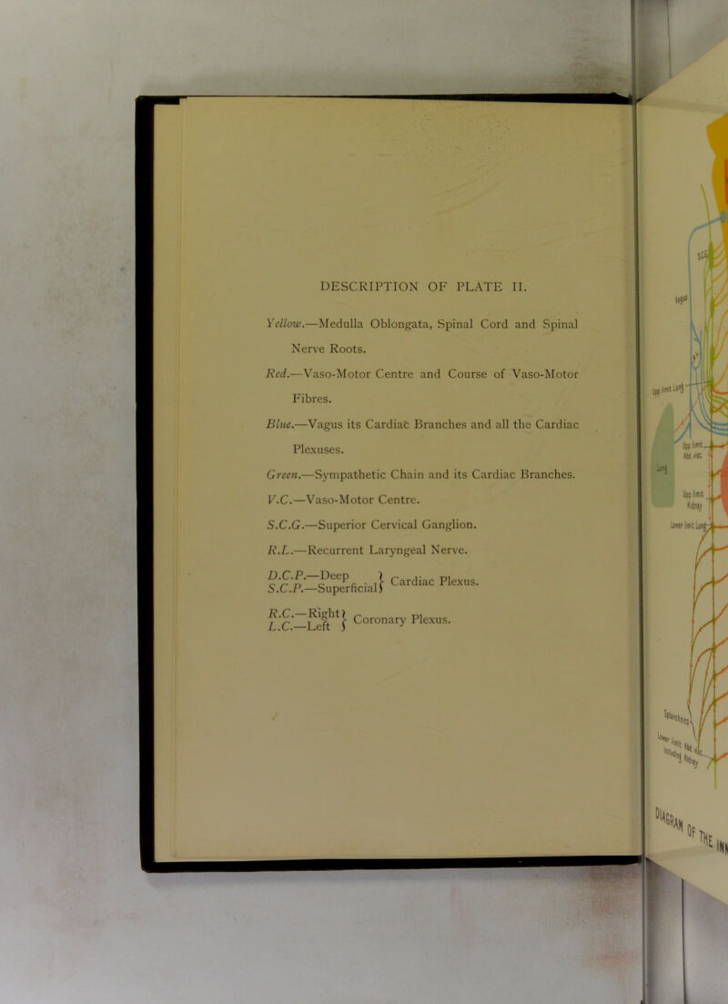 Yellow.—Medulla Oblongata, Spinal Cord and Spinal Nerve Roots. Red.—Vaso-Motor Centre and Course of Vaso-Motor Fibres. Blue.—Vagus its Cardiafc Branches and all the Cardiac Ple.xuses. Green.—Sympathetic Chain and its Cardiac Branches. V.C.—Vaso-Motor Centre. S.C.G.—Superior Cervical Ganglion. R. L.—Recurrent Laryngeal Nerve. a ■ il Cardiac Plexus. S. C.P.—Superficial) Coronary Plexus.